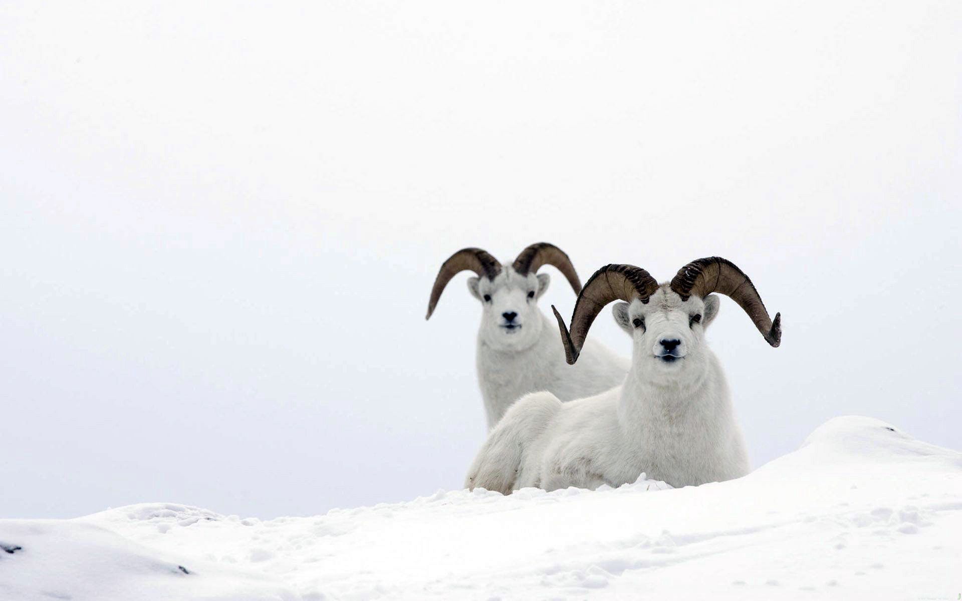 Phone Background Full HD couple, pair, mountain sheep, snow