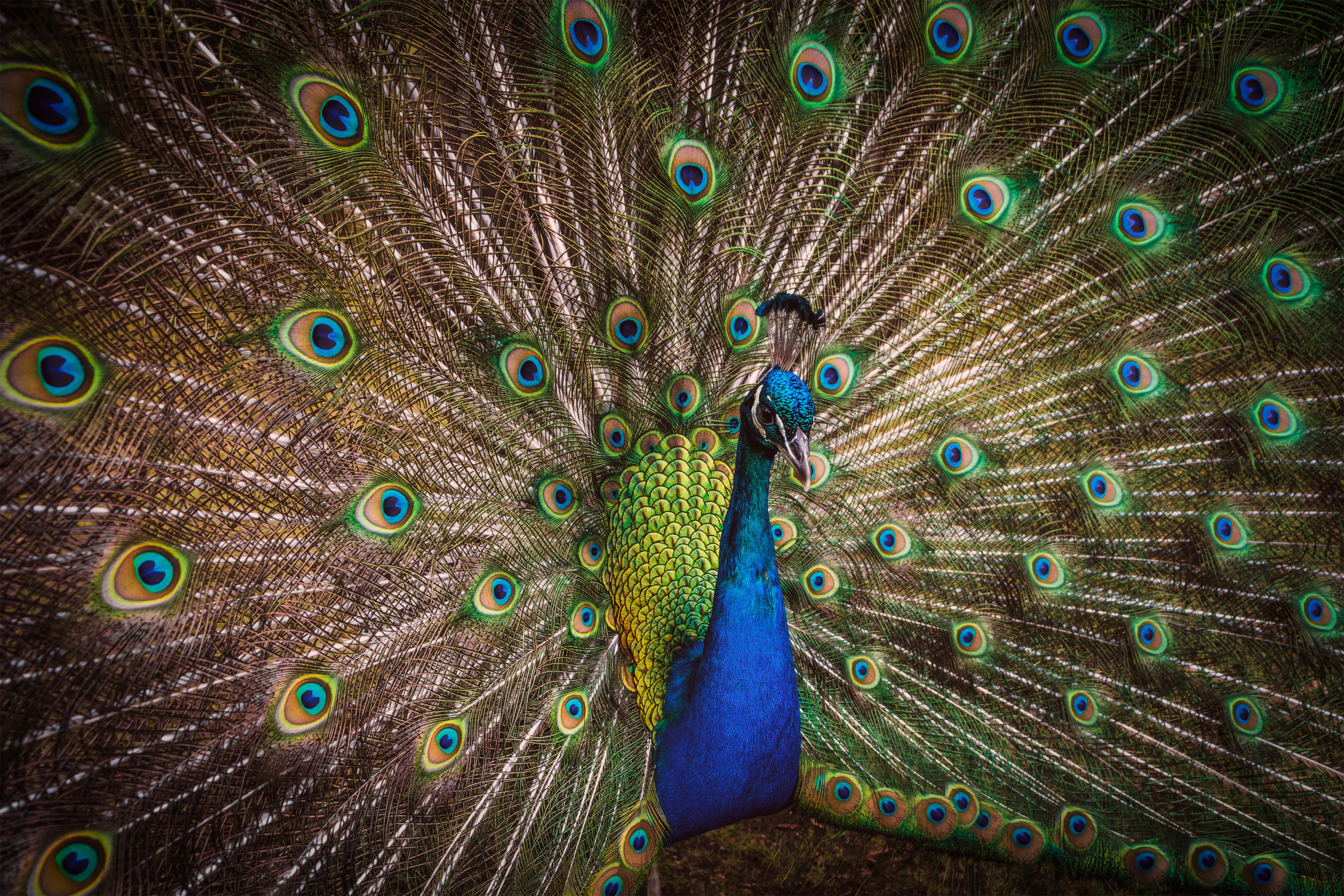 HD wallpaper peacock, bright, animals, feather, bird, pattern