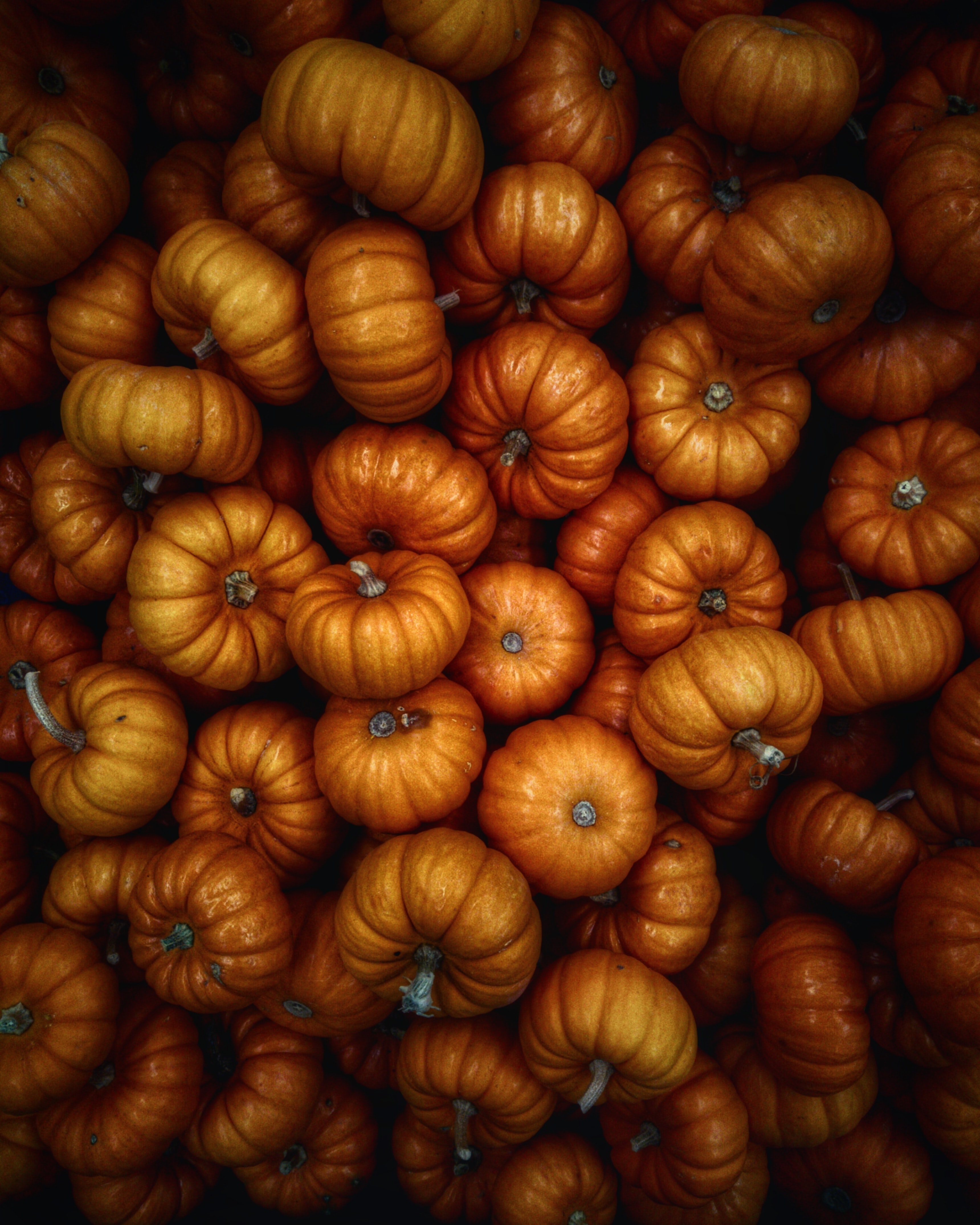 pumpkin, food, autumn, vegetables, harvest HD wallpaper