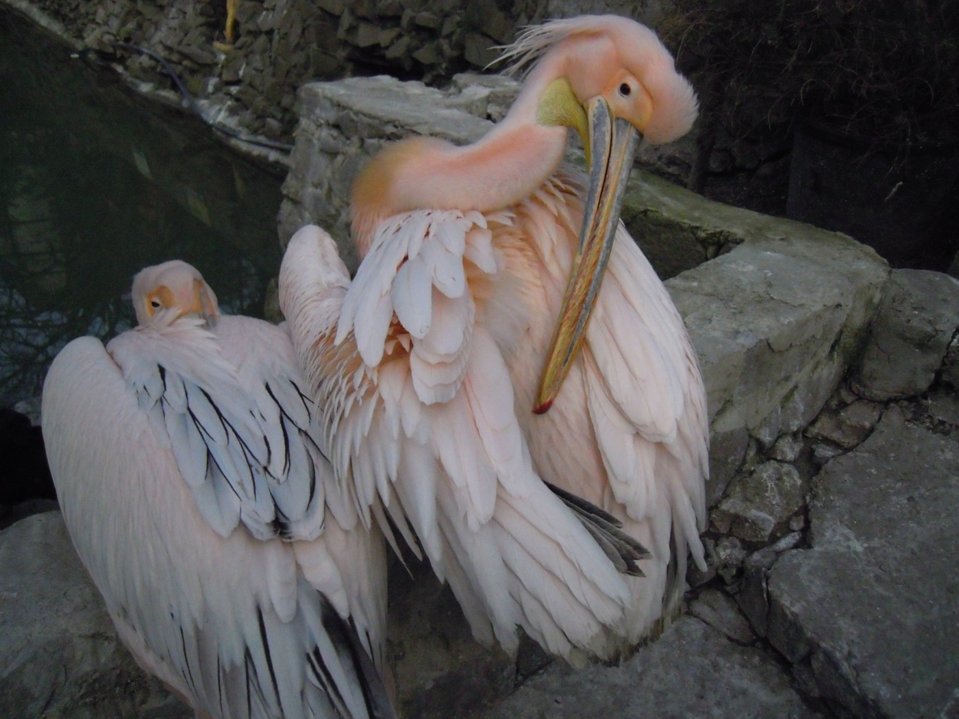 23409 Bild herunterladen tiere, vögel, pelikane, grau - Hintergrundbilder und Bildschirmschoner kostenlos