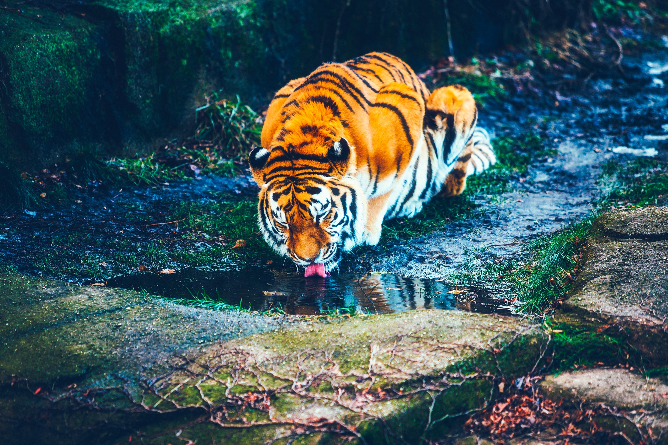 tiger, animals, rivers, watering, waterhole
