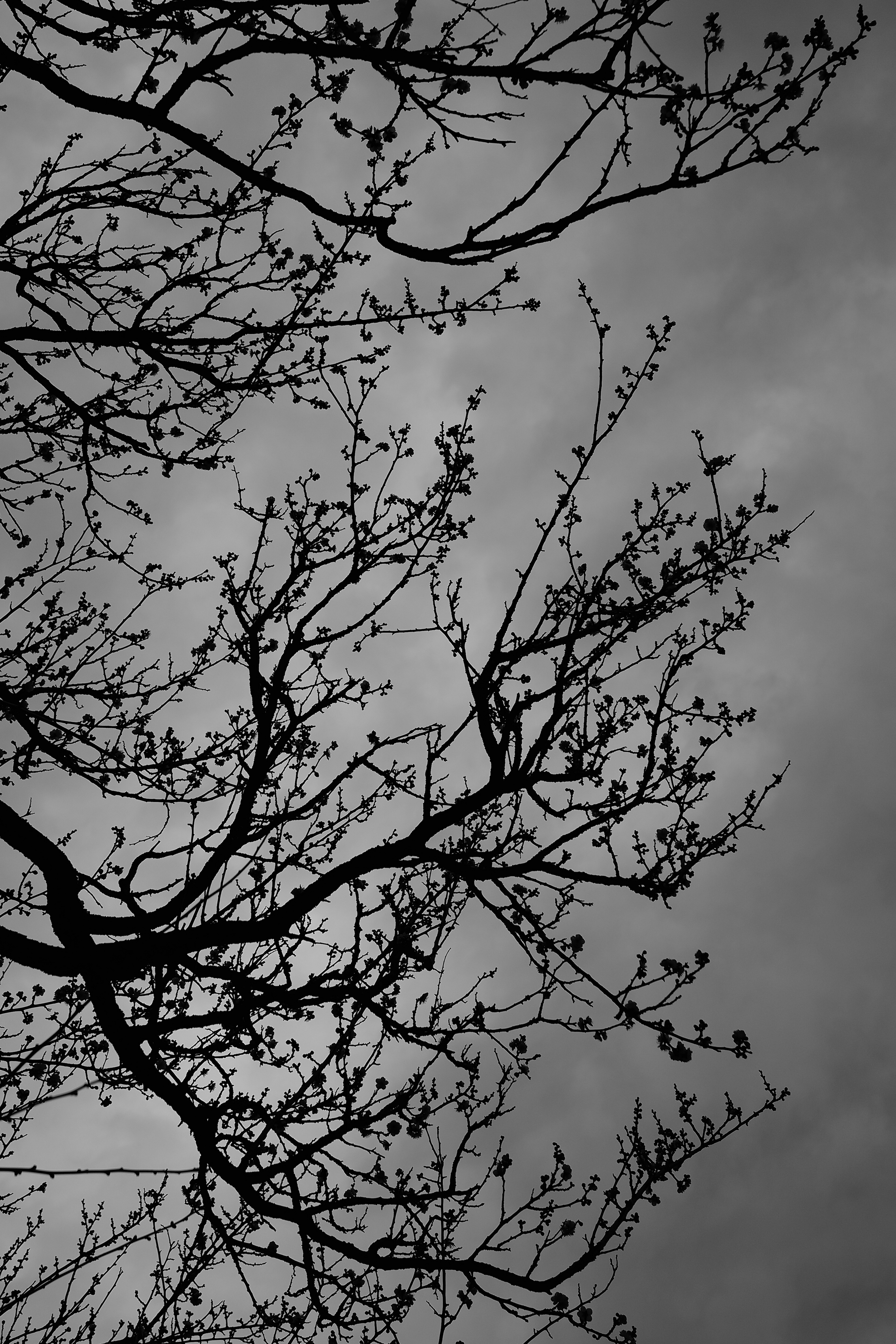 dark, sky, wood, tree, branches, bw, chb 4K