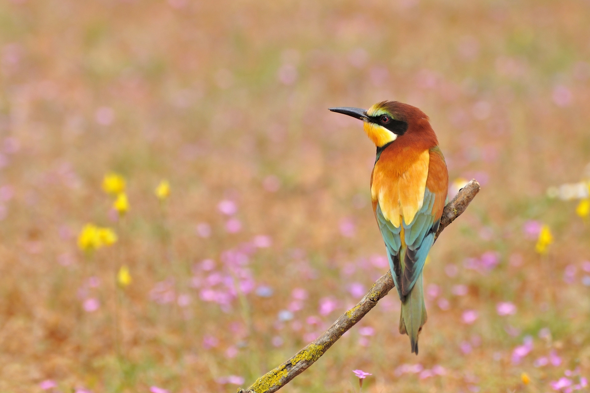Golden Bee-Eater HD download for free