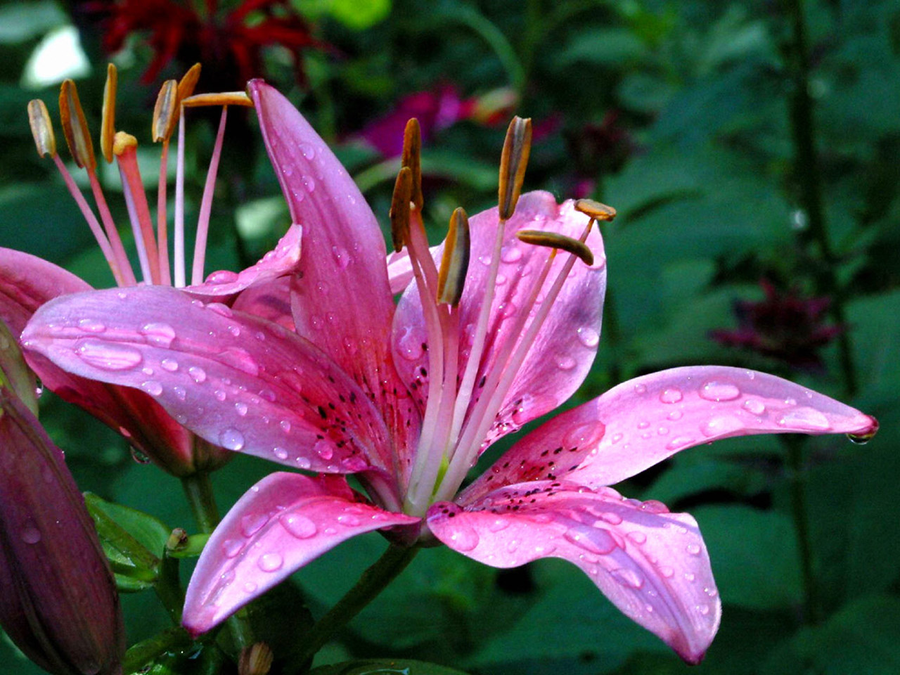 Free Images  Pink Flower