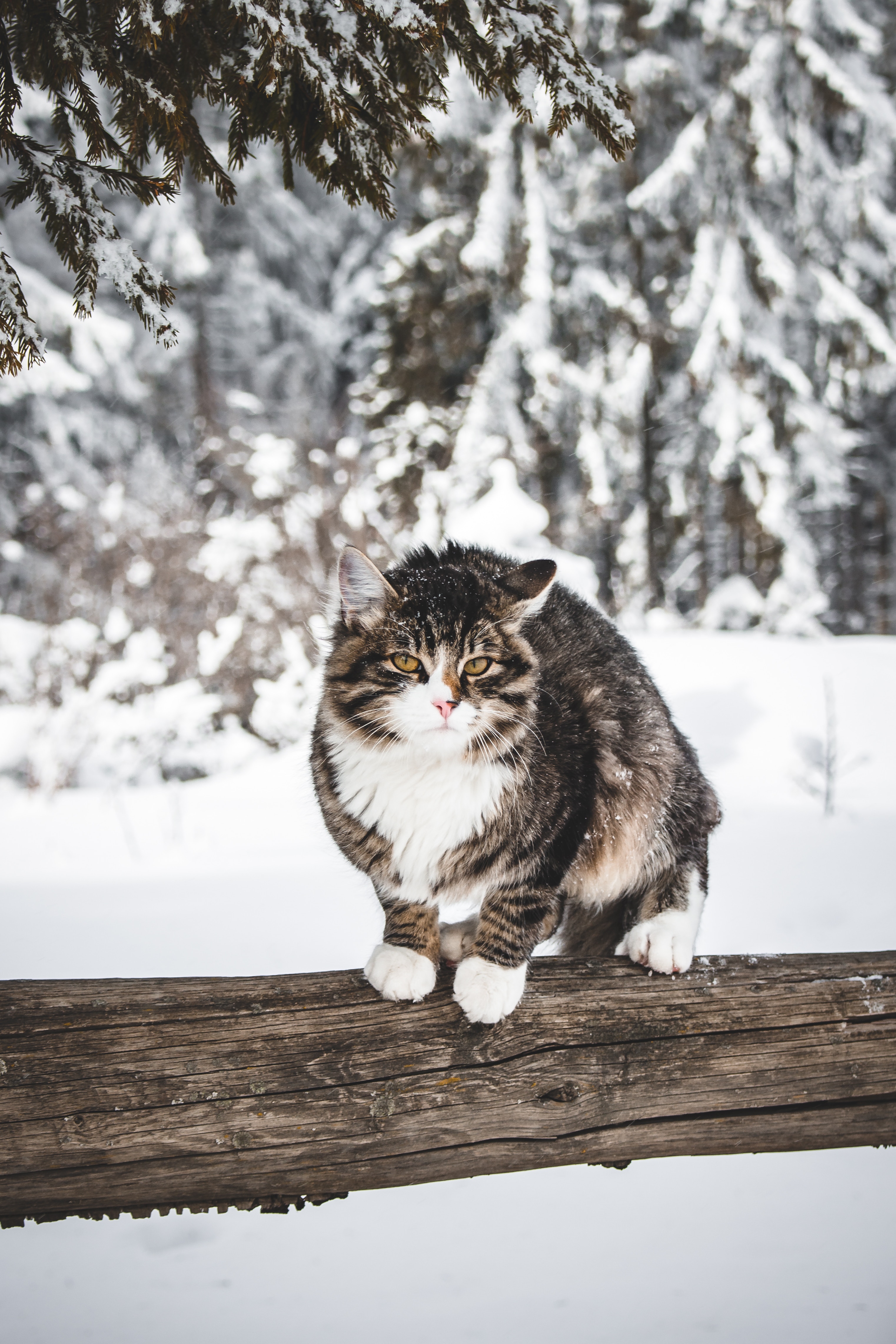 Laden Sie das Tiere, Winter, Schnee, Der Kater, Katze, Wind-Bild kostenlos auf Ihren PC-Desktop herunter