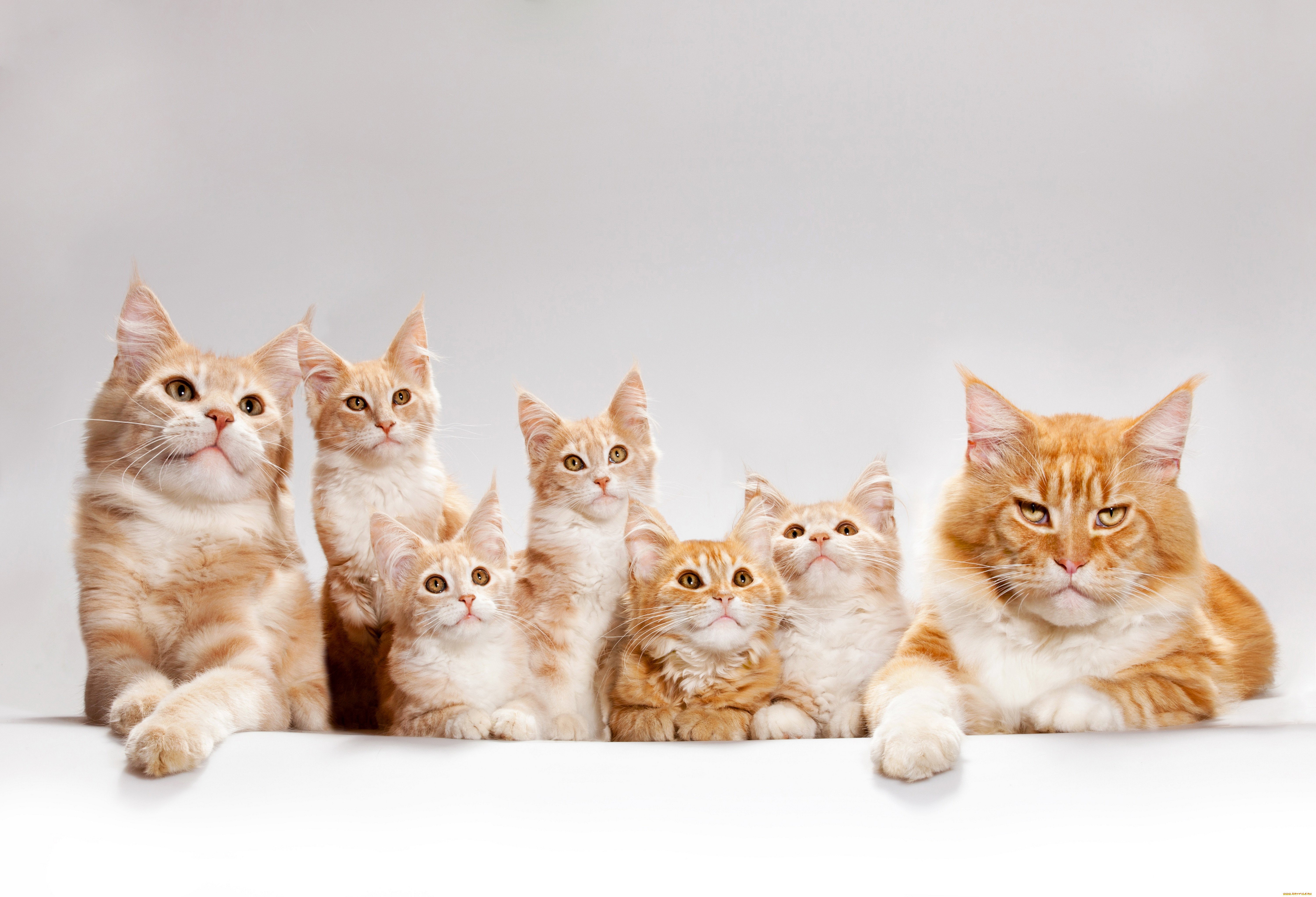 Desktop HD wallpaper: Cats, Cat, Kitten, Animal, Maine Coon, Baby Animal fr...