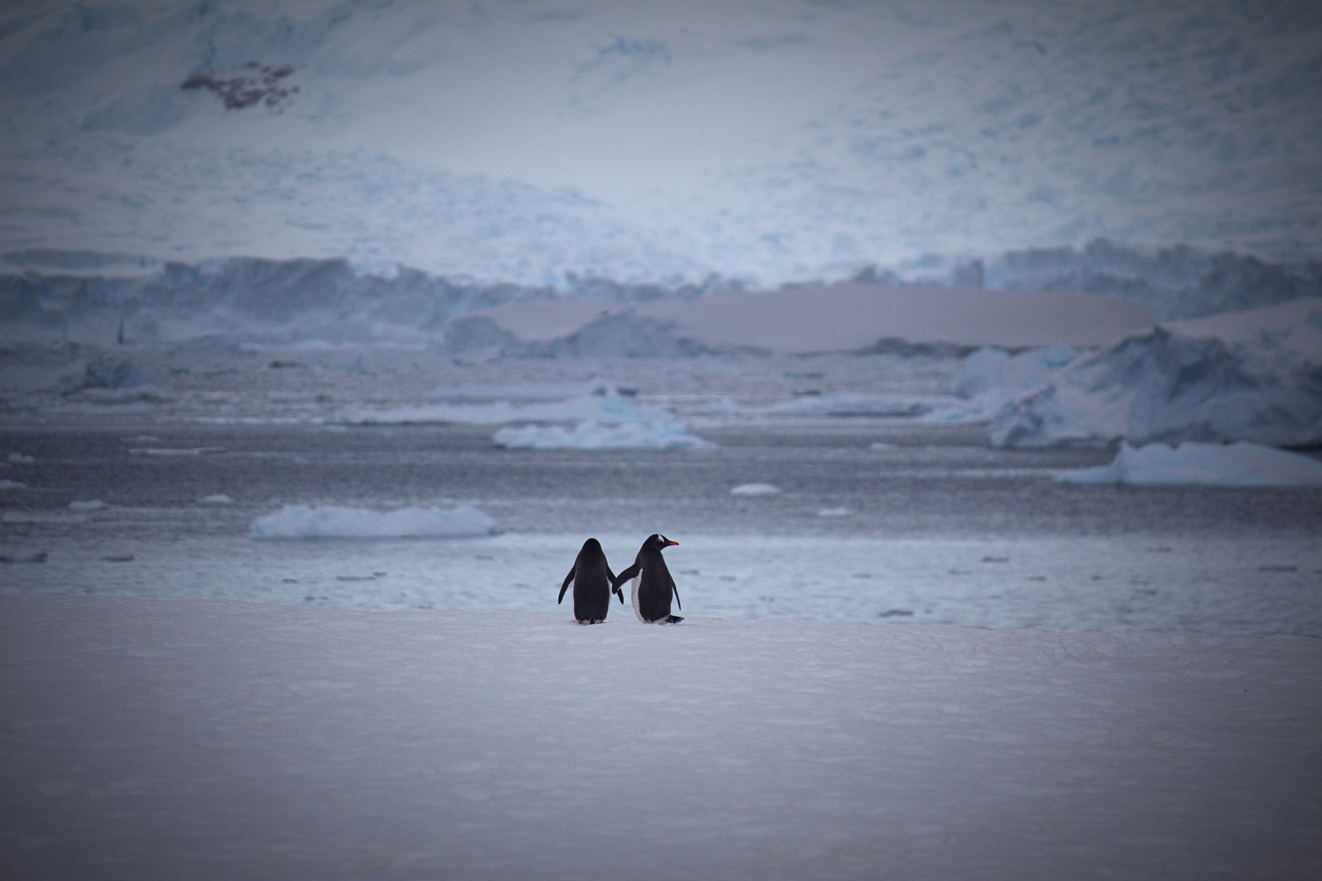 140255 Bild herunterladen pinguins, schnee, liebe, paar, bummel, spaziergang - Hintergrundbilder und Bildschirmschoner kostenlos