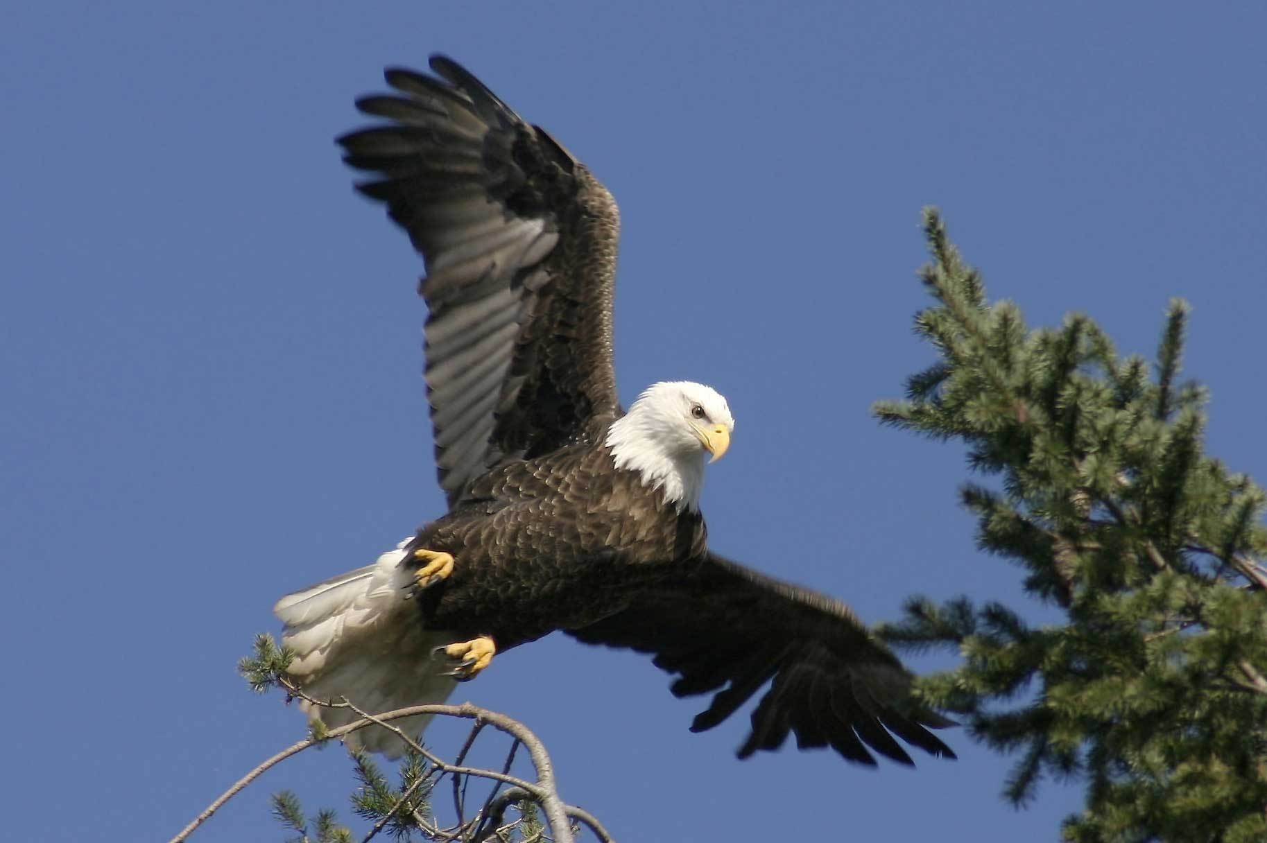 4K Phone Wallpaper eagle, animals, predator, bird