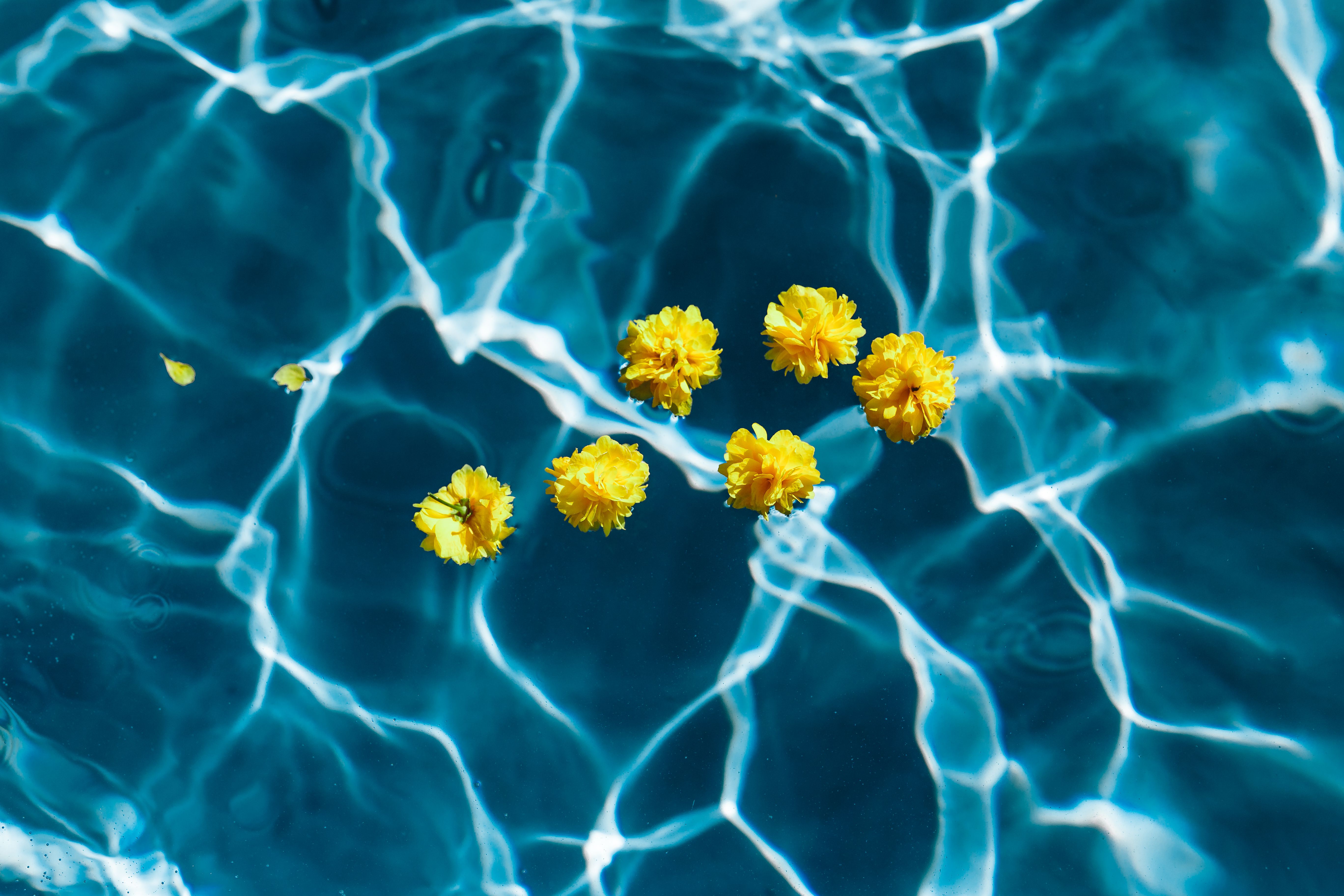 water, flowers, pool Transparent Cellphone FHD pic