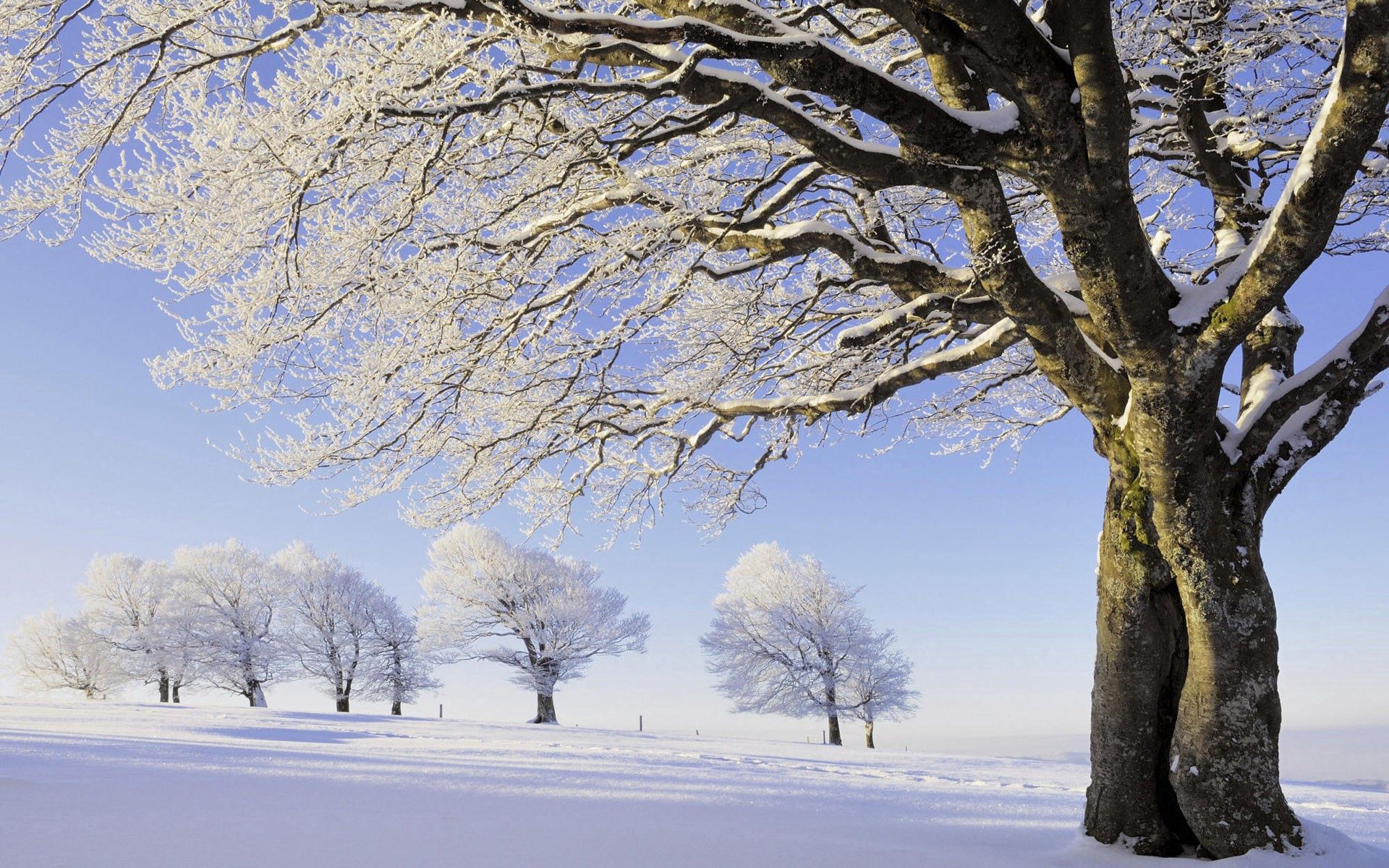 70240 Hintergrundbild herunterladen natur, bäume, schnee, geäst, zweig, feld, frost, rauhreif, reihe, zeile - Bildschirmschoner und Bilder kostenlos