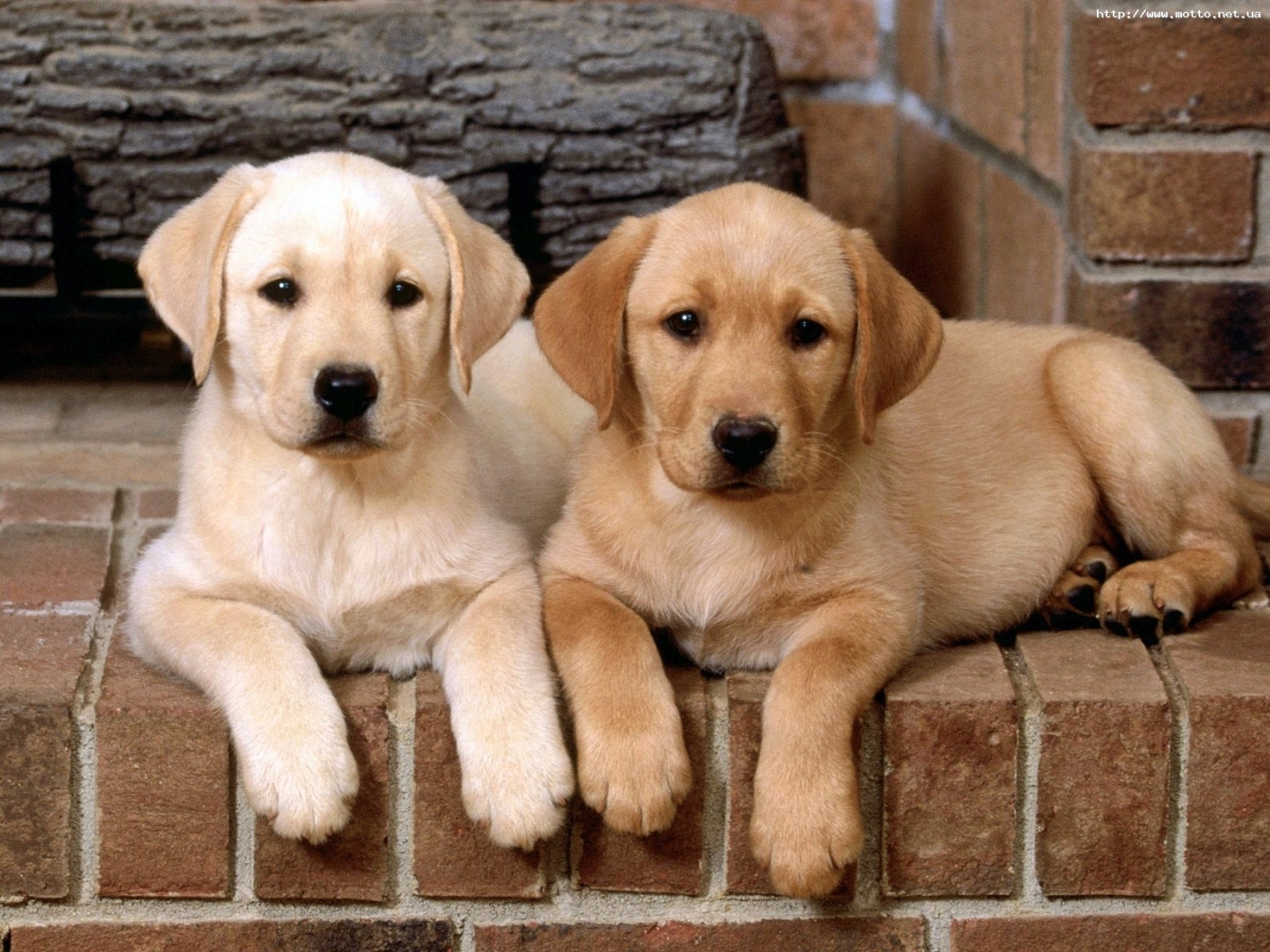 Handy-Wallpaper Hunde, Tiere kostenlos herunterladen.