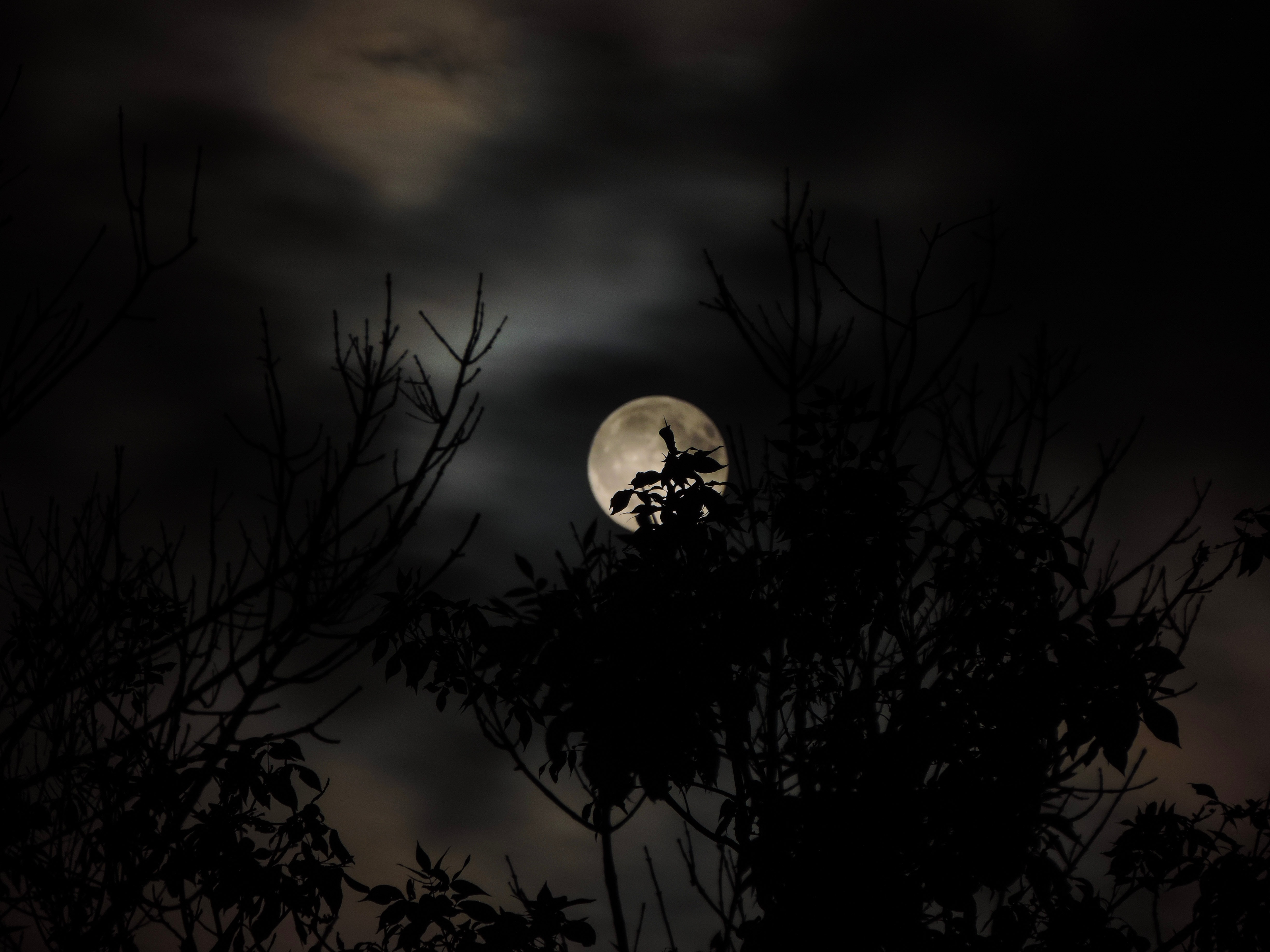 vertical wallpaper moon, dark, sky, branch