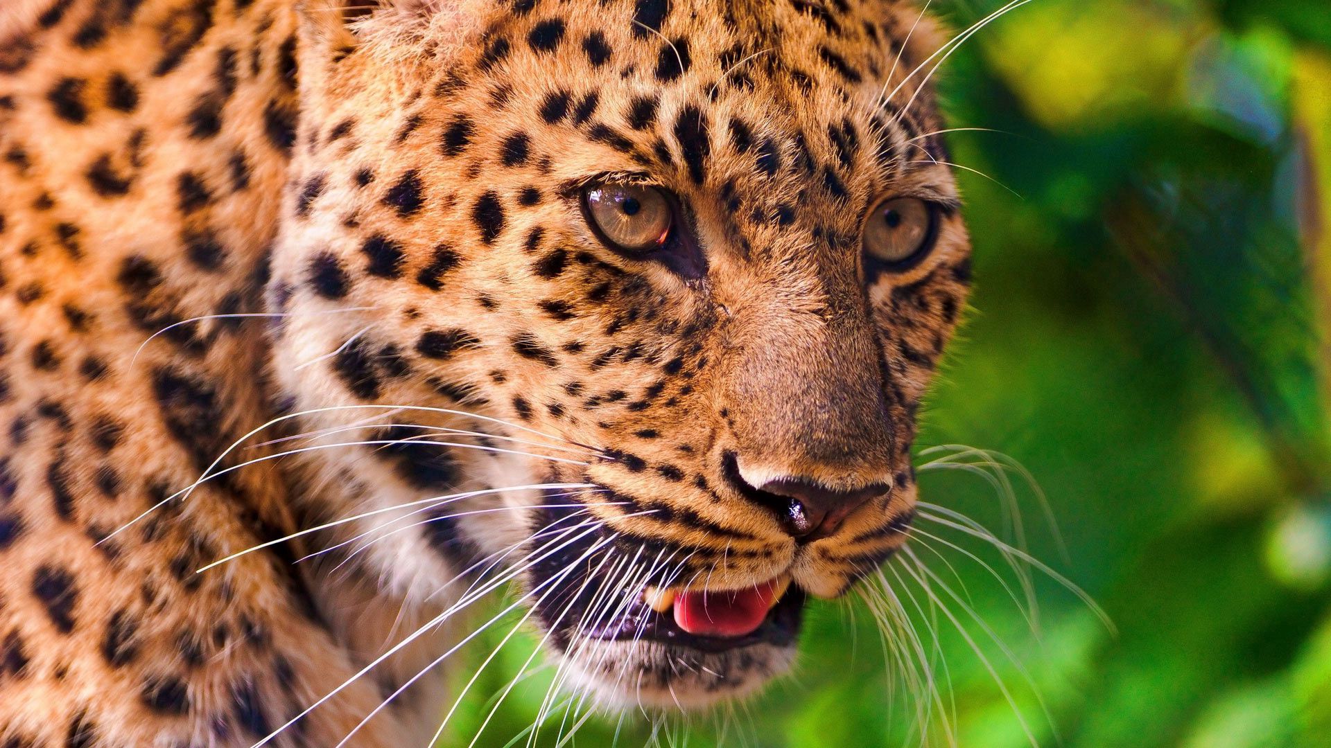 103850 Hintergrundbild herunterladen tiere, leopard, schnauze, schnurrbart, nase, sprache, zunge - Bildschirmschoner und Bilder kostenlos