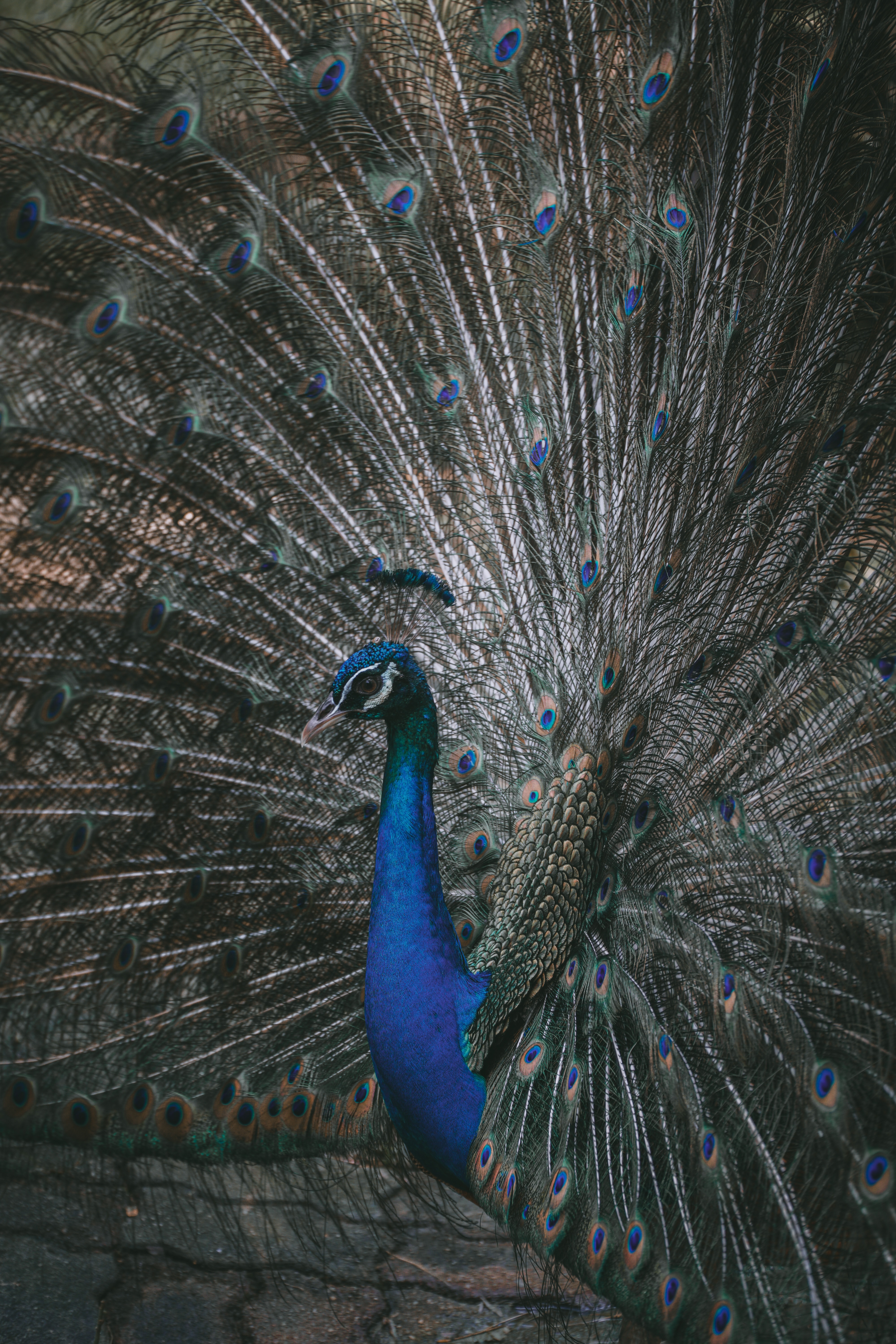 peacock, animals, feather, bird, tail wallpapers for tablet