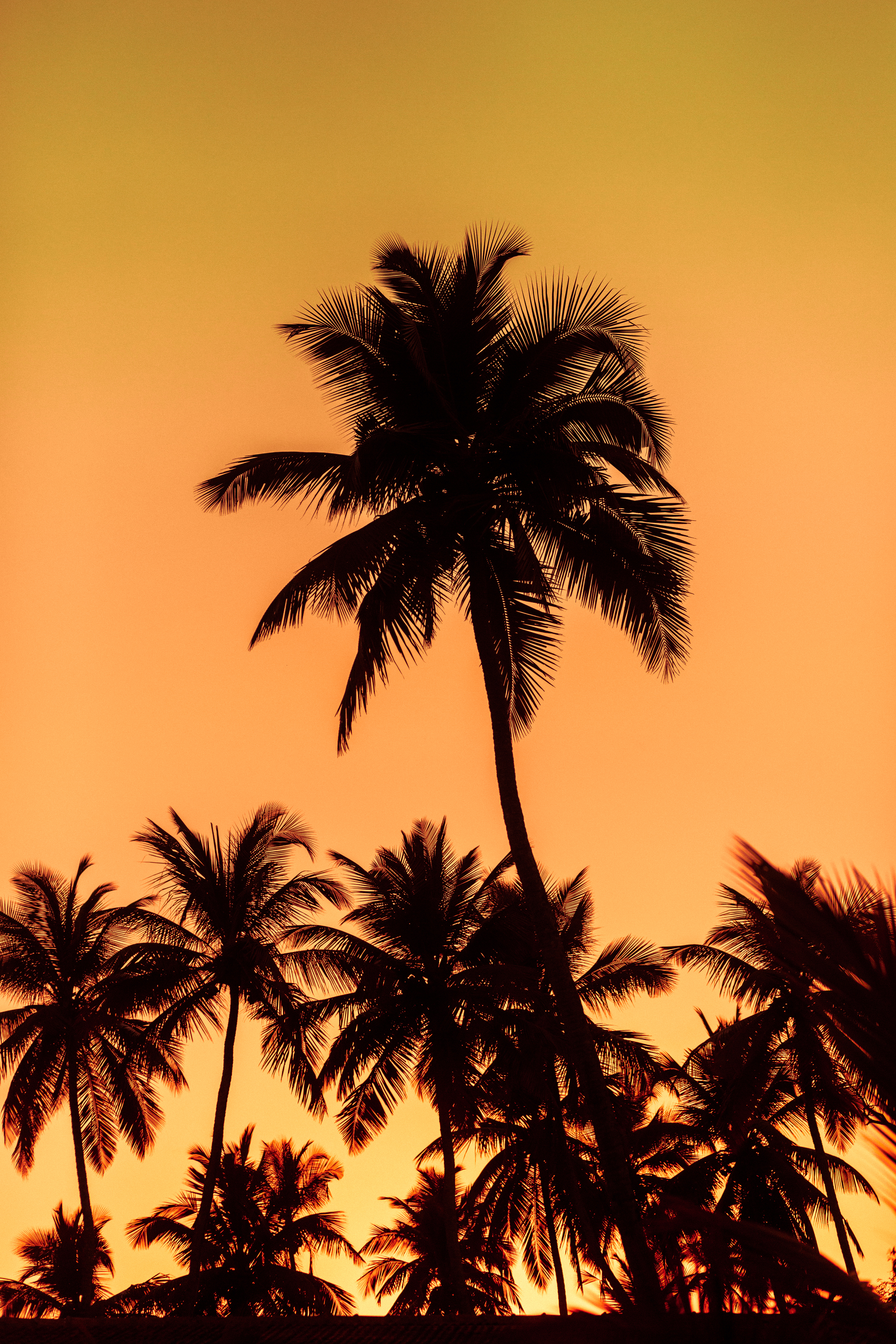 silhouettes, nature, trees, sunset, leaves, palms