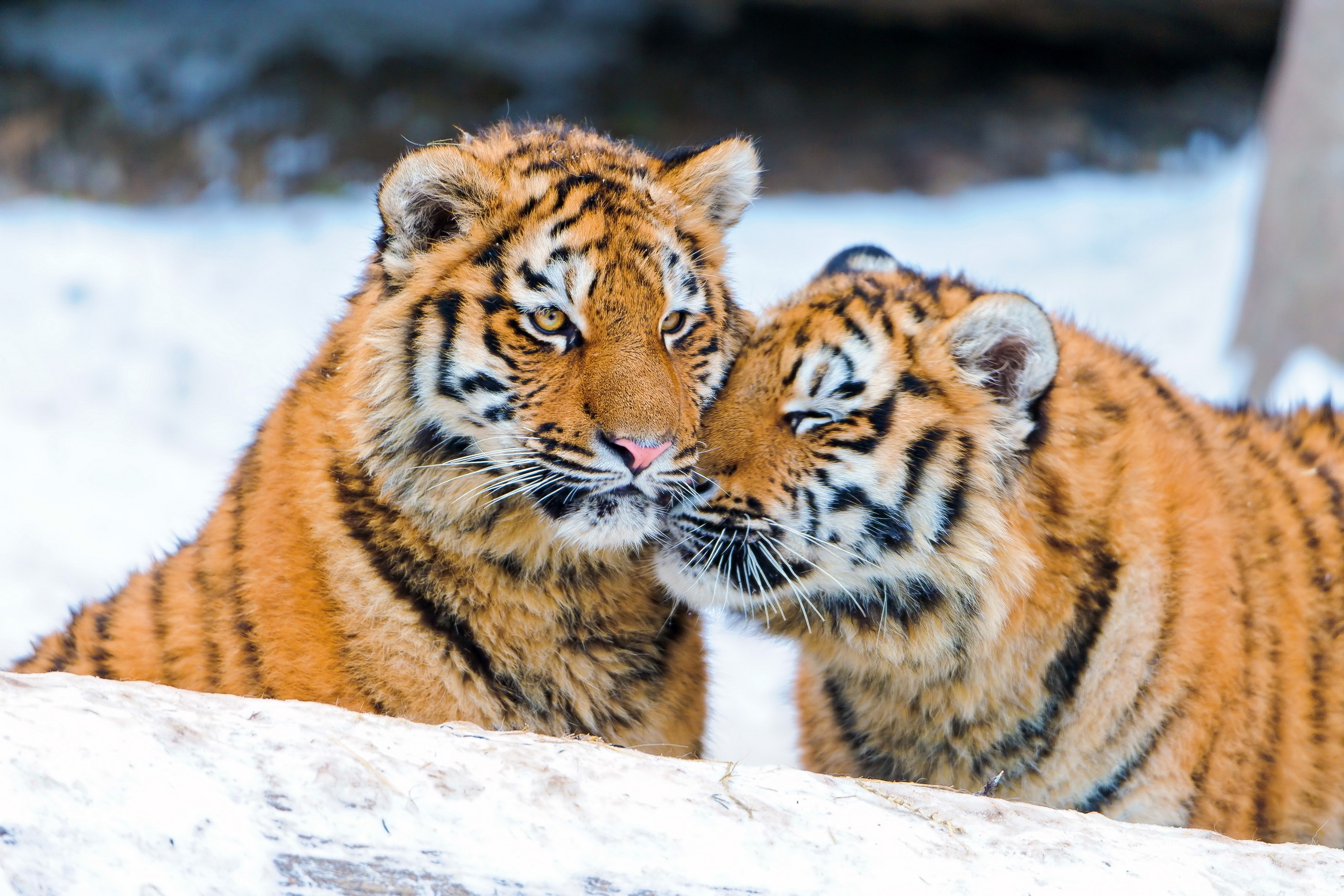 tenderness, tiger cubs, pair, couple 3d Wallpaper