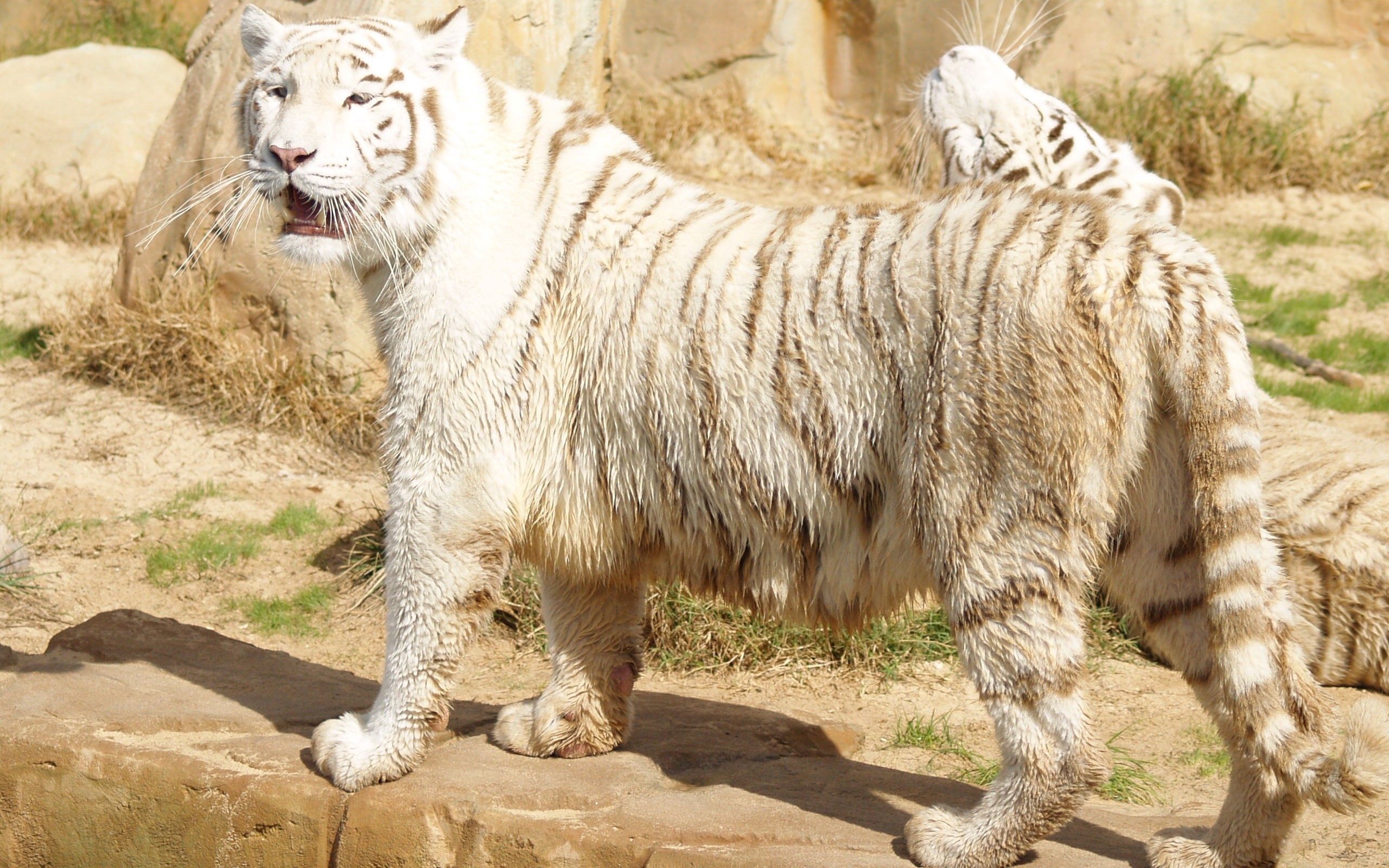 HD wallpaper animals, tiger, fat, thick, albino, to stand, stand