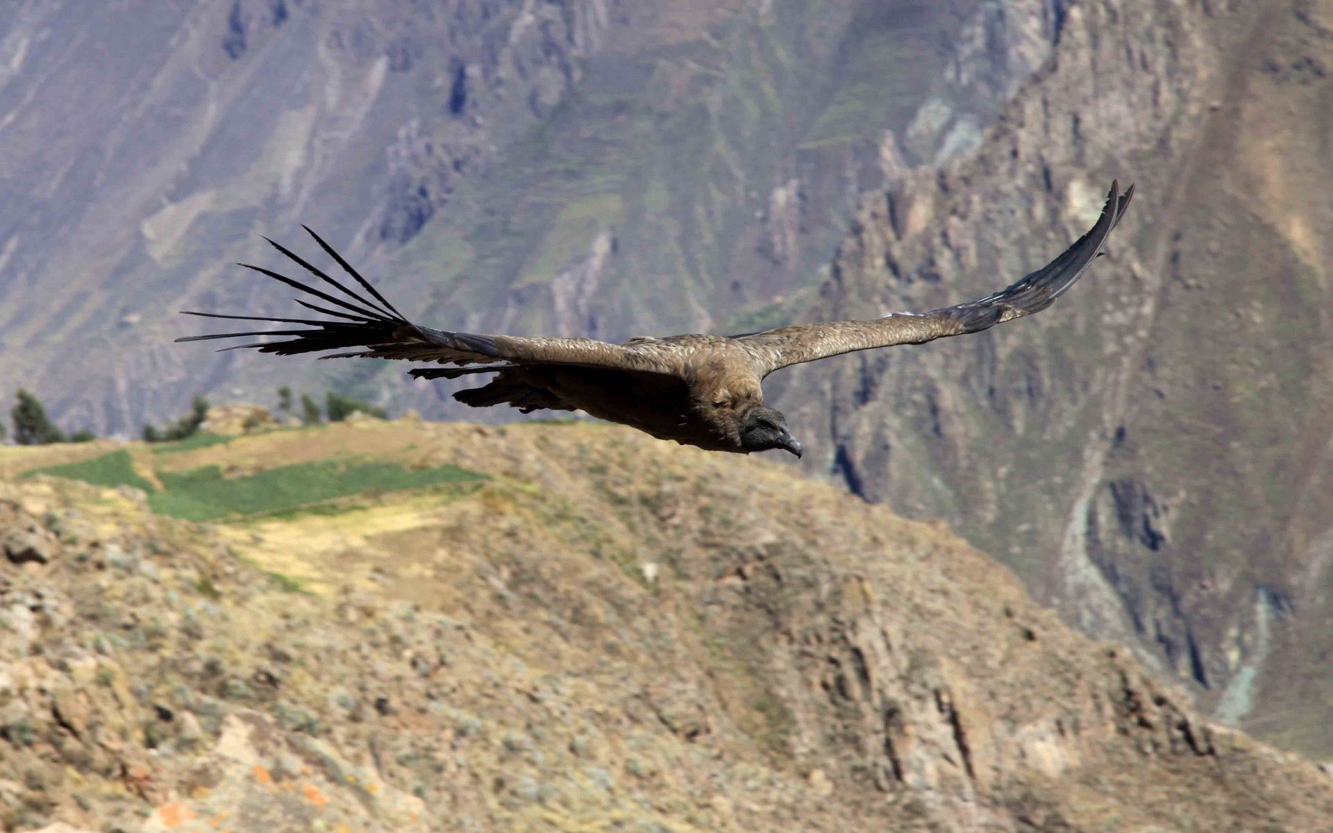 Free Images mountains, vulture, animals Flight