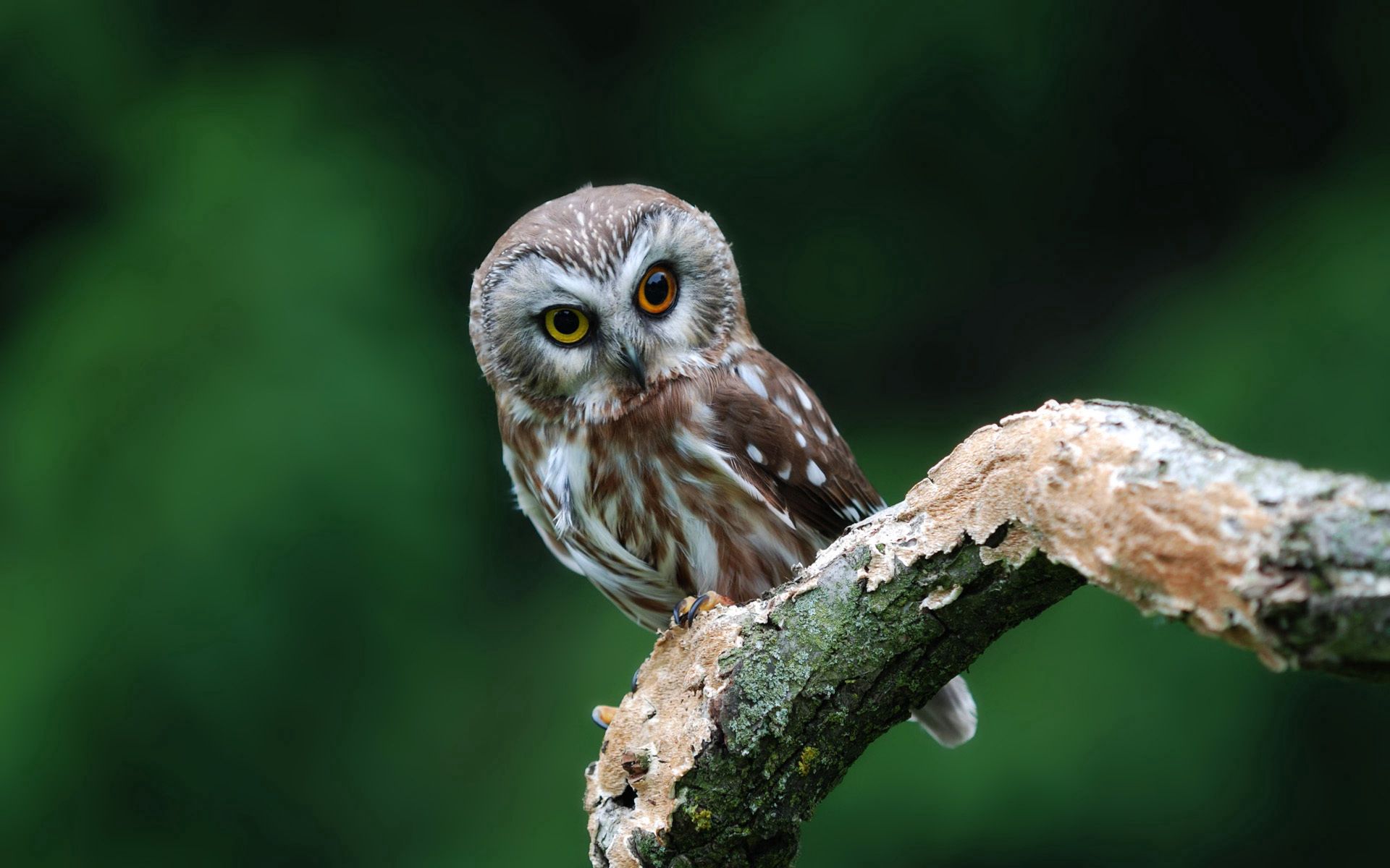 owl, animals, leaves, bird, sight, opinion UHD