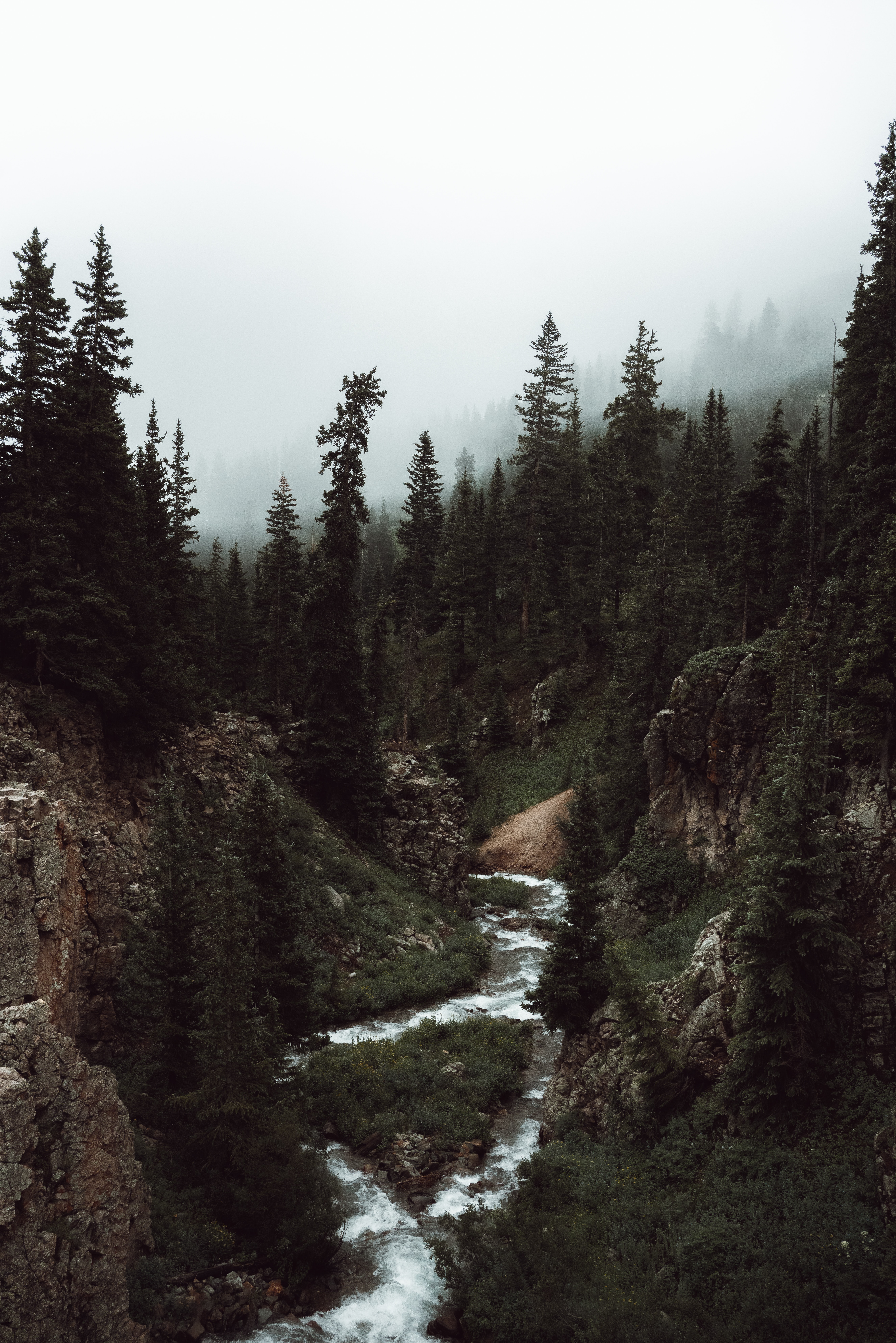 forest, creek, brook, trees, fog, nature Smartphone Background