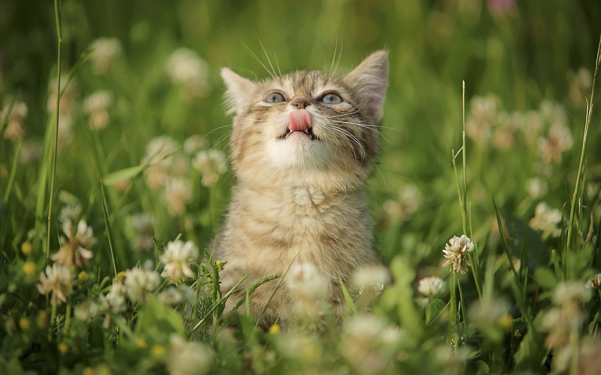 kitten, animals, flowers, grass, kitty