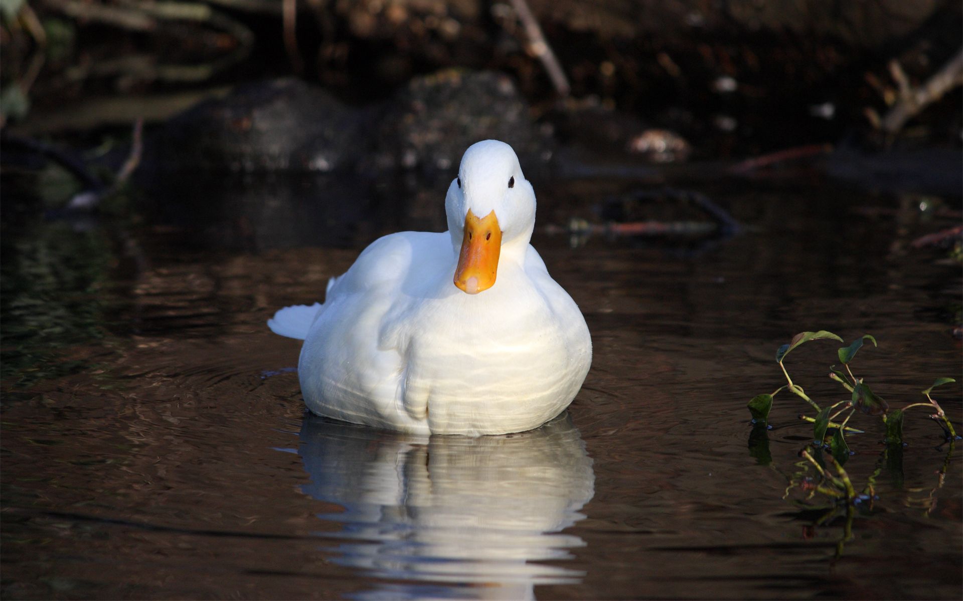 Duck HD download for free