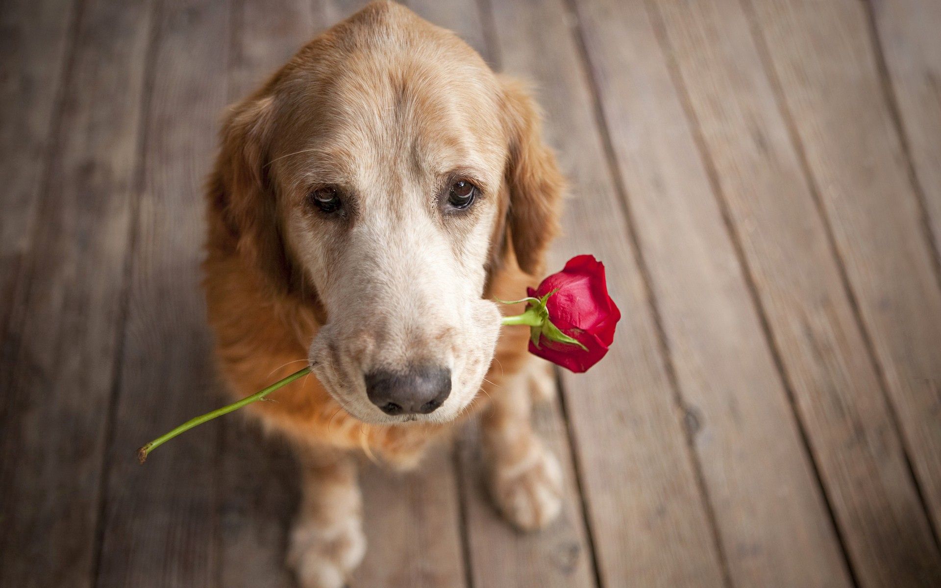 tenderness, romance, animals, flower, dog, muzzle Full HD