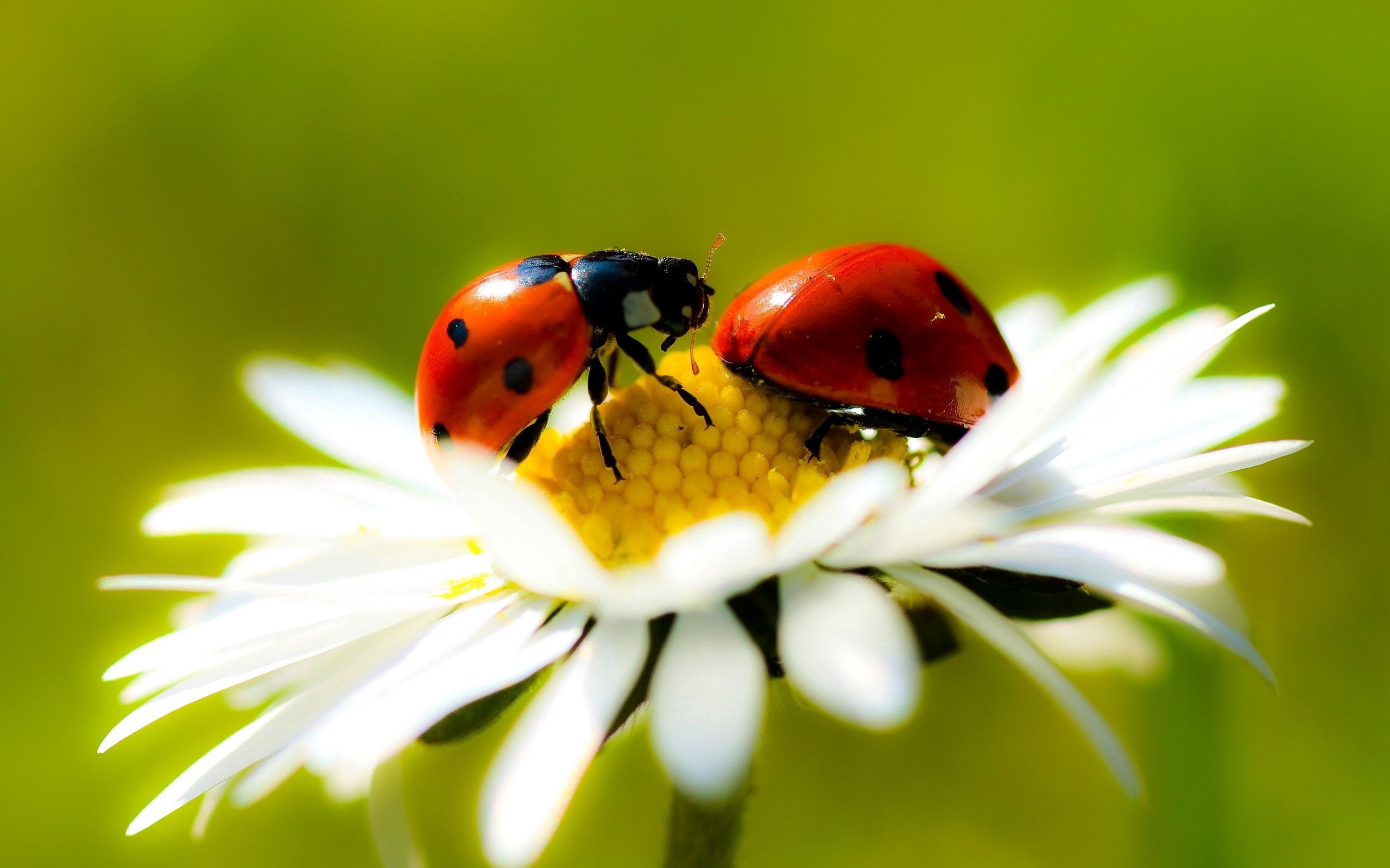 Ladybugs HD Mobile
