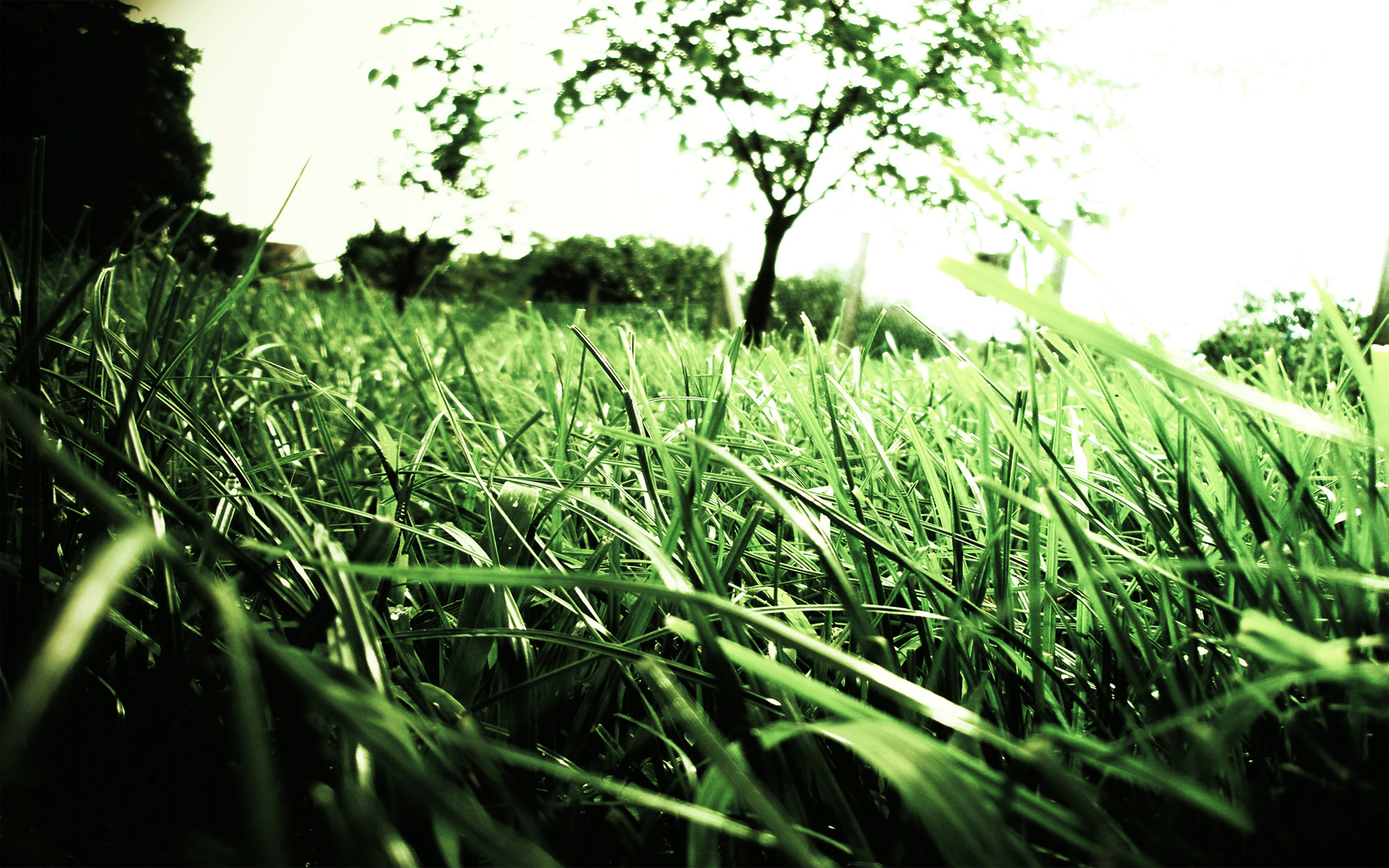 Экология зеленая трава