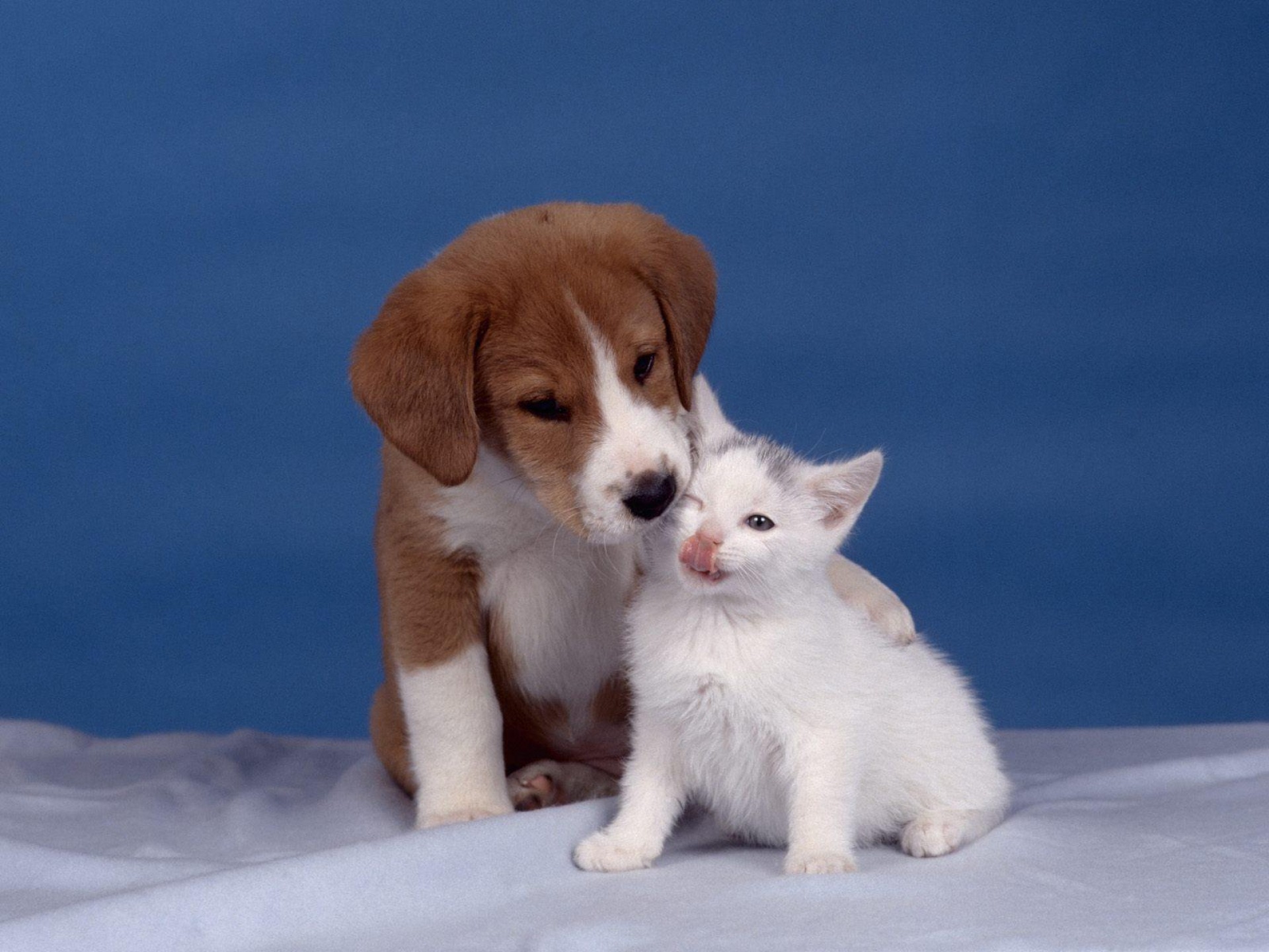 kitty, puppy, animals, kitten, care cell phone wallpapers