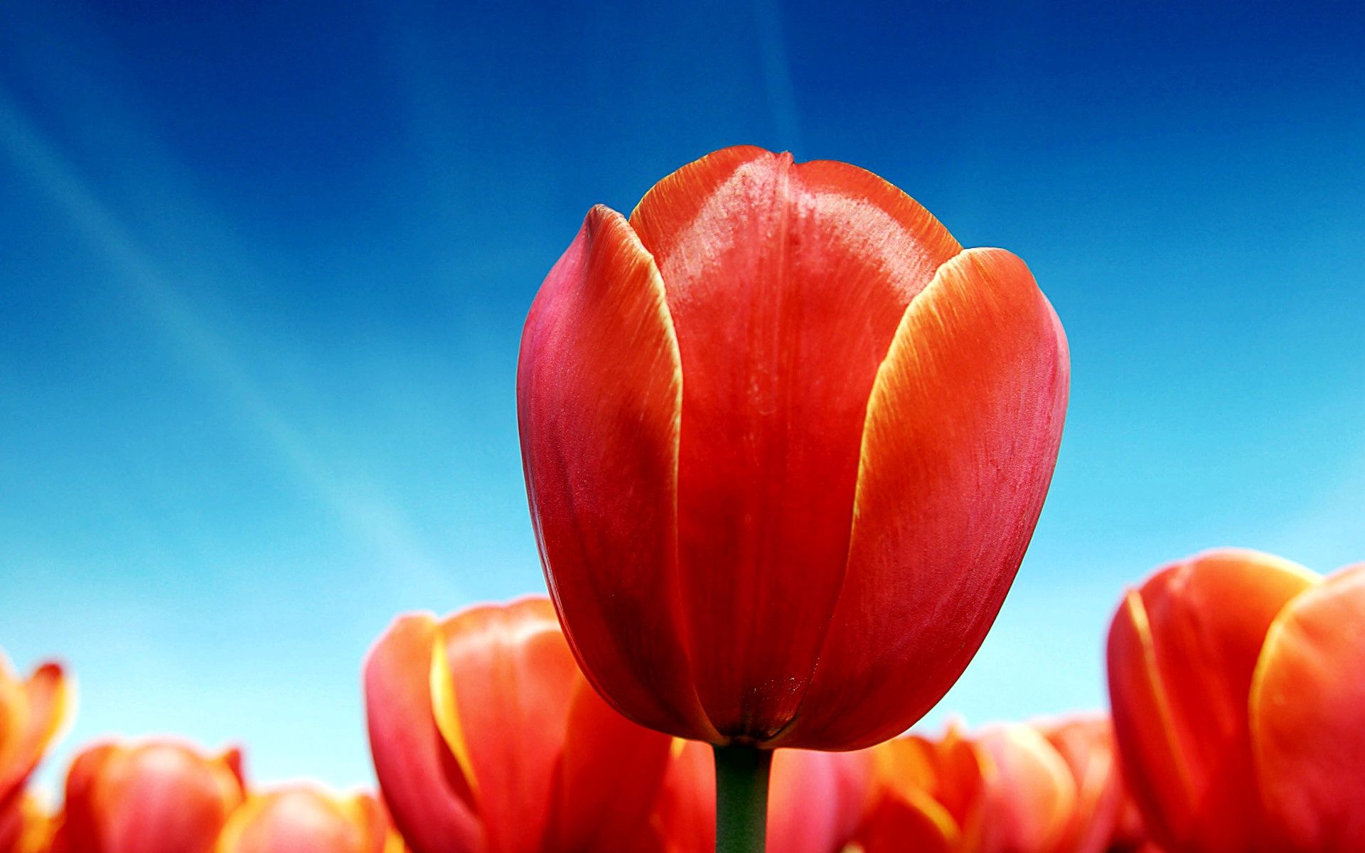Sunny tulips, sky, brightly, flowers Lock Screen