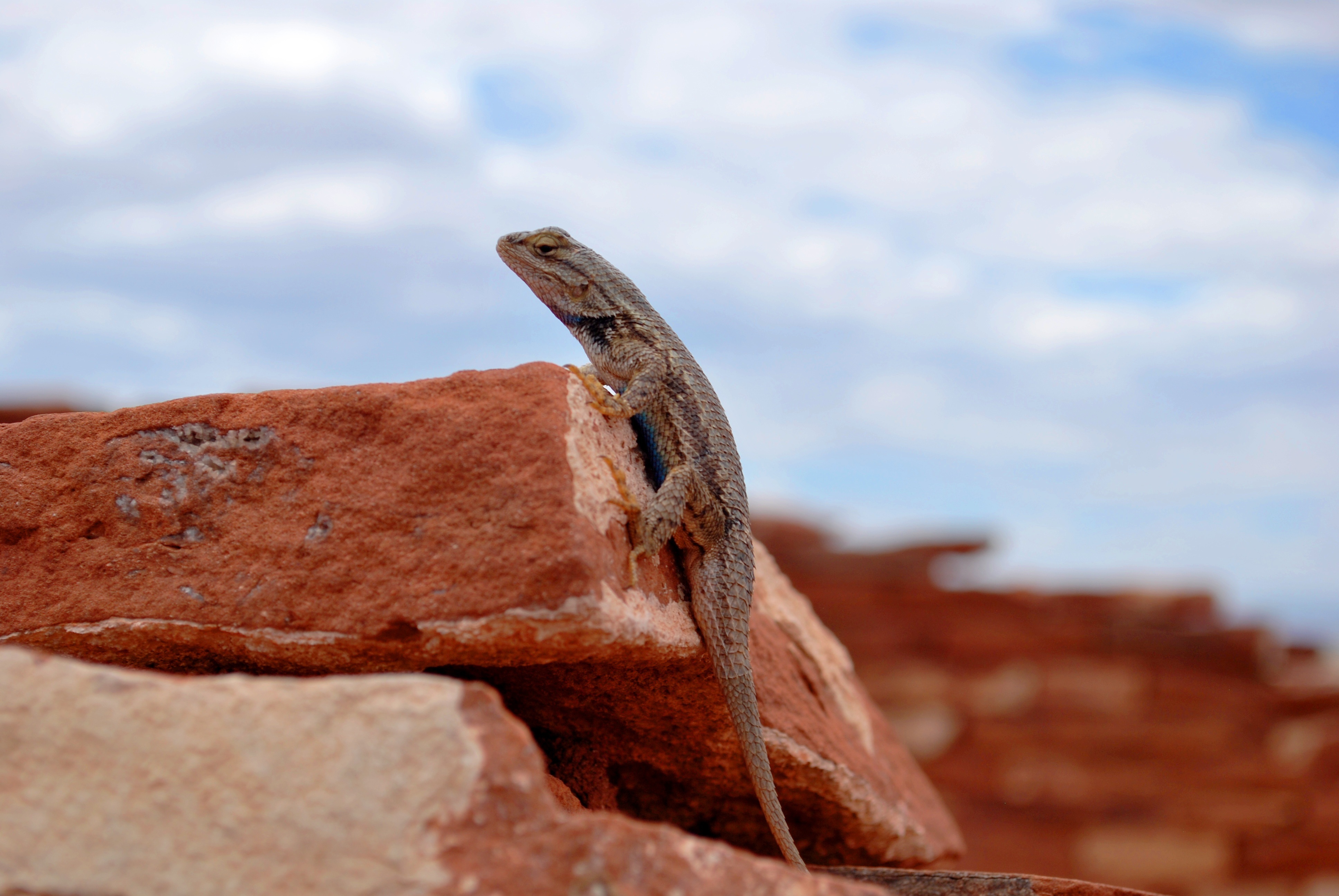 lizard, animals, stones, reptile, gecko