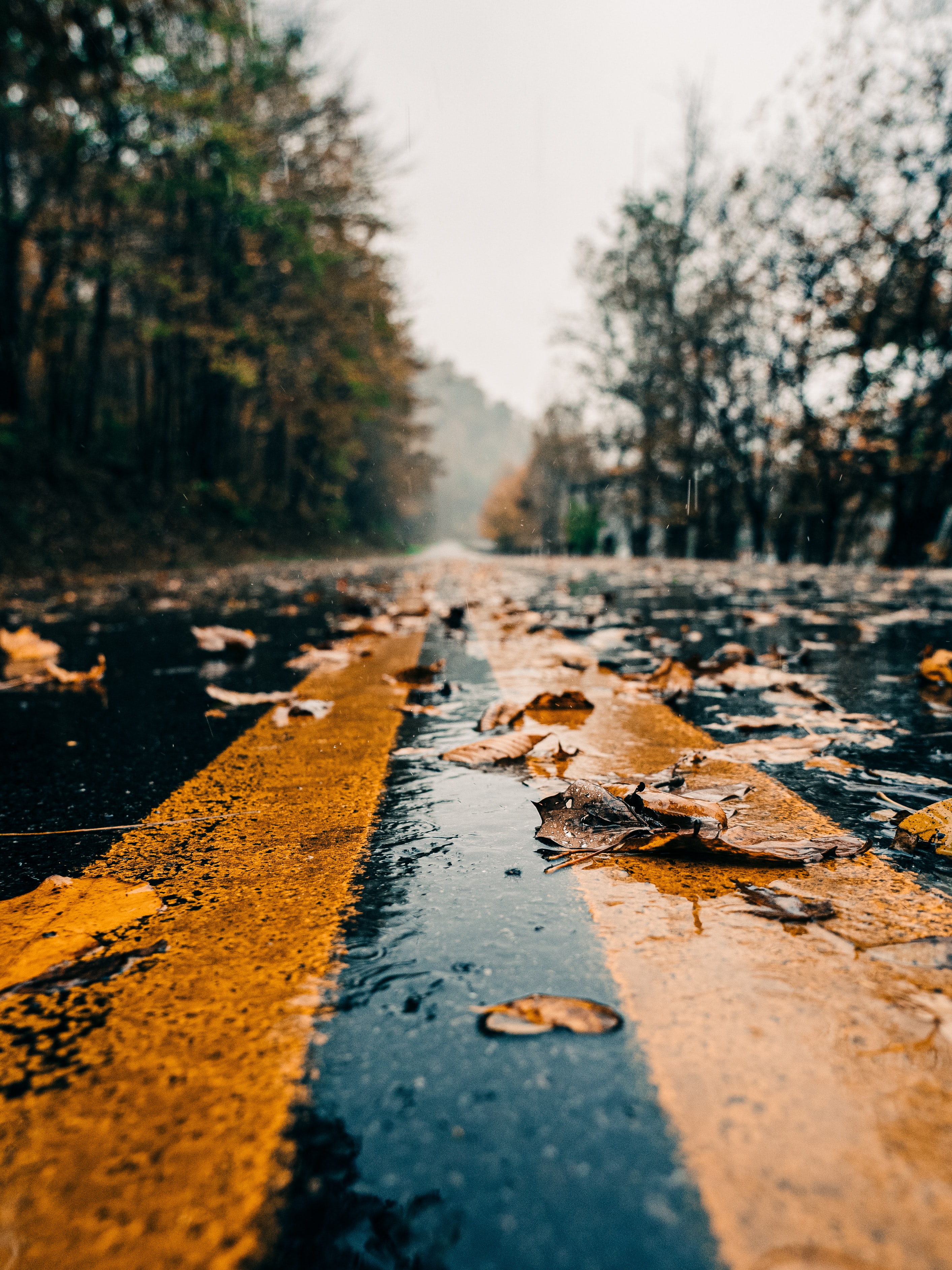 leaves, nature, markup, wet, autumn, road 1080p