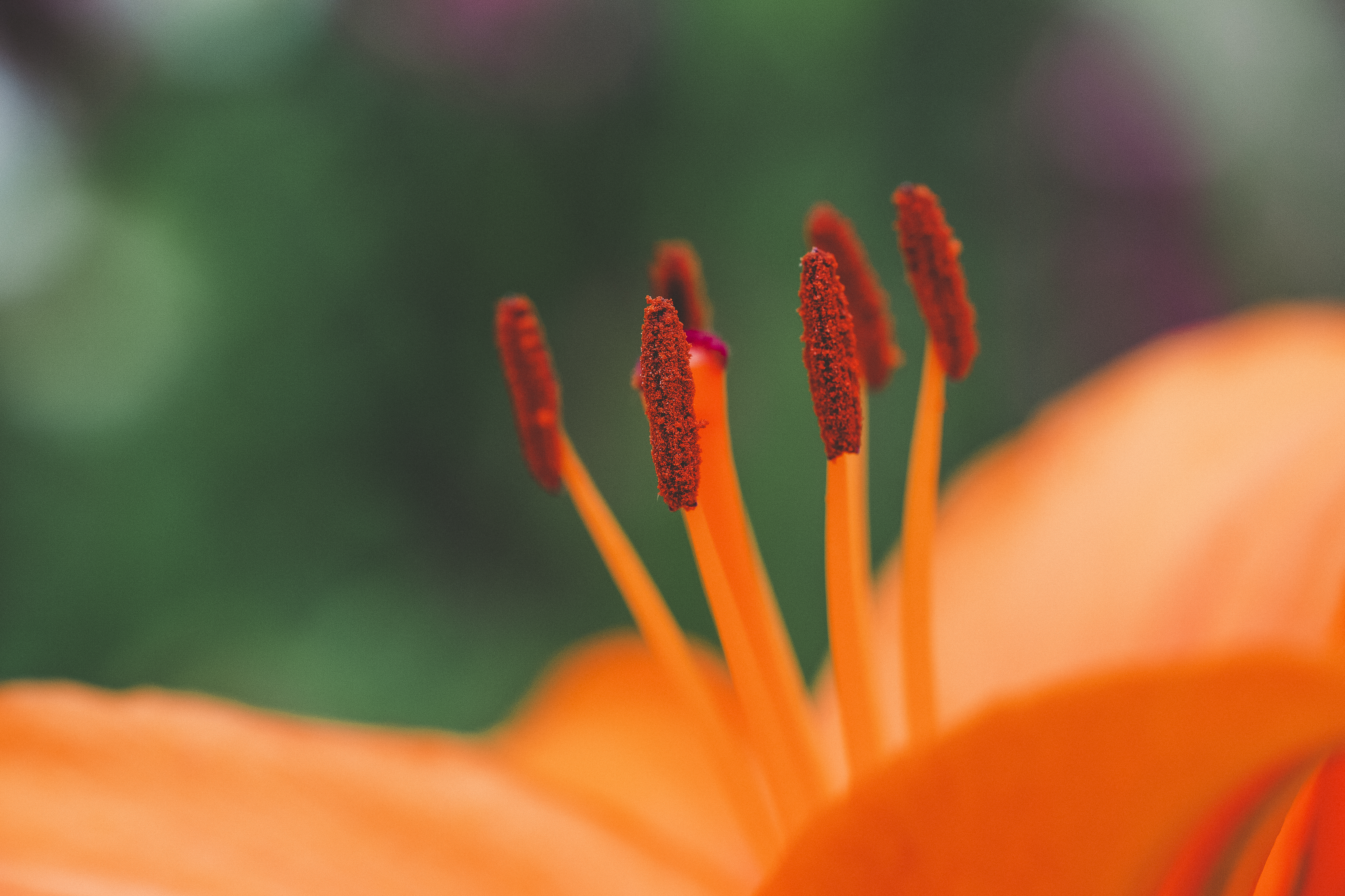 Laden Sie das Blume, Makro, Staubblätter, Pollen-Bild kostenlos auf Ihren PC-Desktop herunter