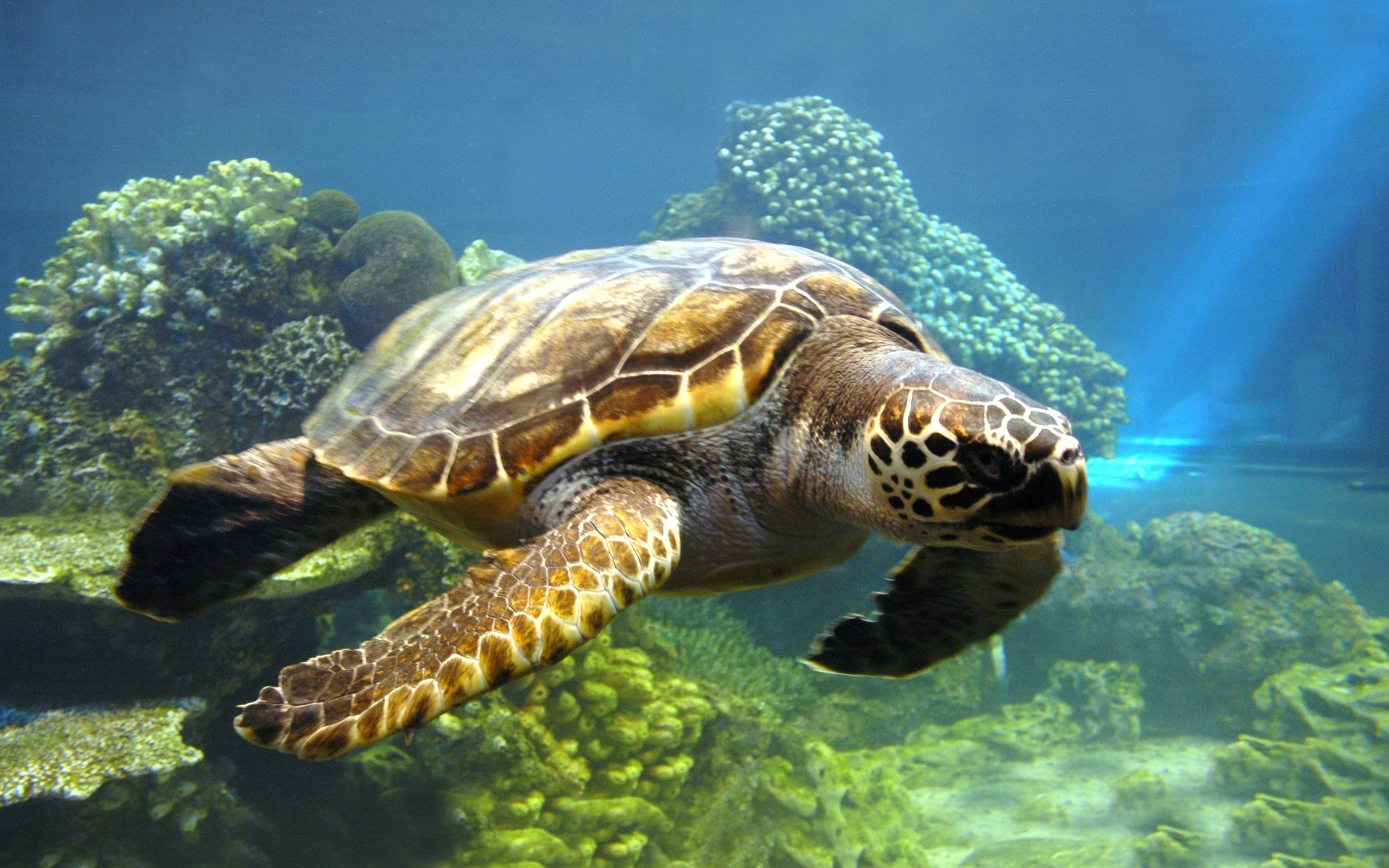 animal, sea turtle, turtles phone background