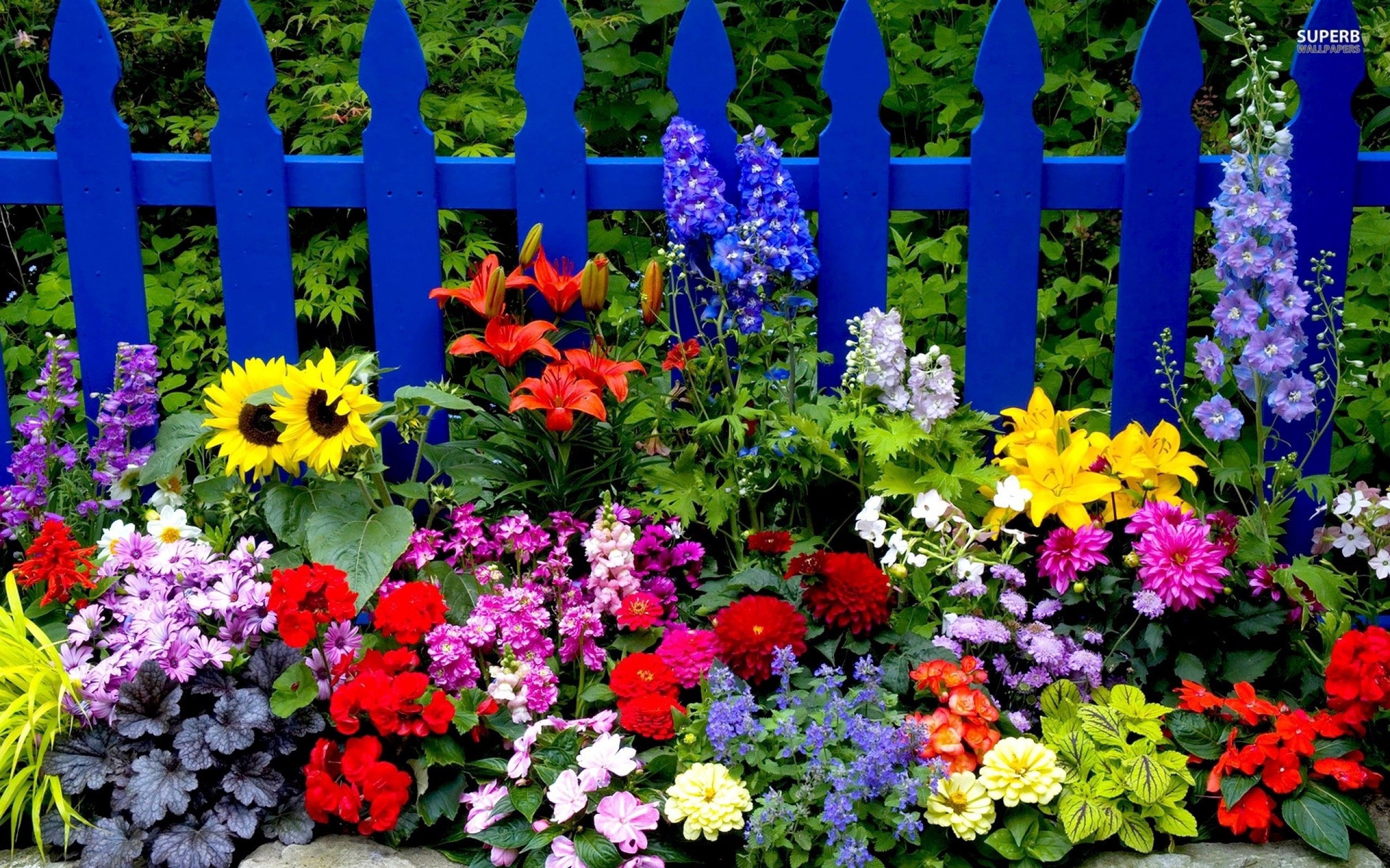 flowers, bright, fence, different HD wallpaper