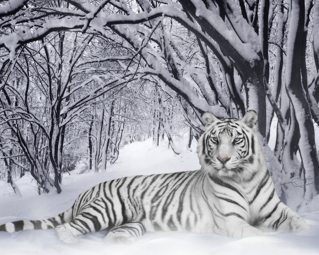 13741 Protetores de tela e papéis de parede Tigres em seu telefone. Baixe tigres, animais, inverno, neve, cinza fotos gratuitamente