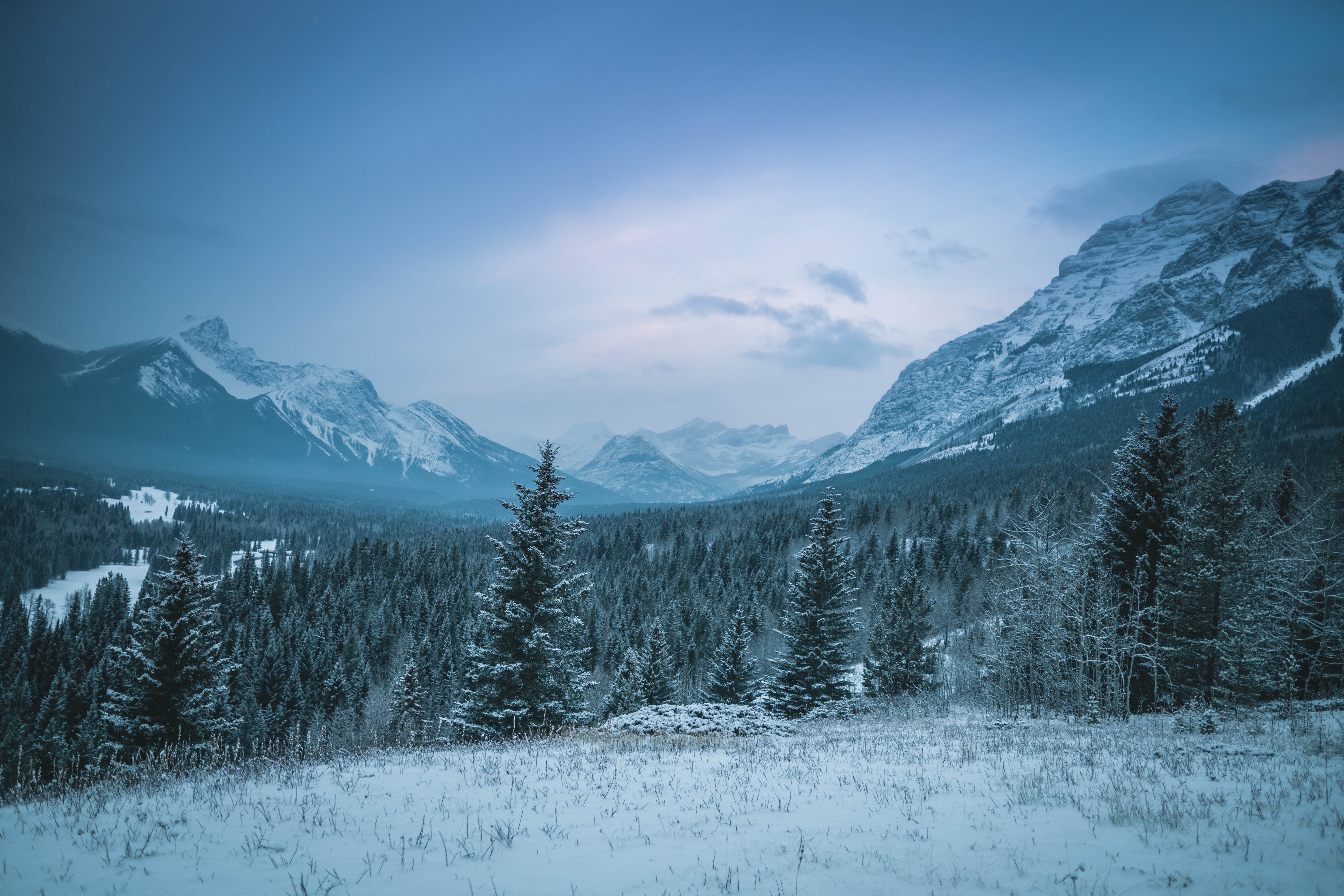 snow, canada, earth, winter, forest, mountain, spruce 4K