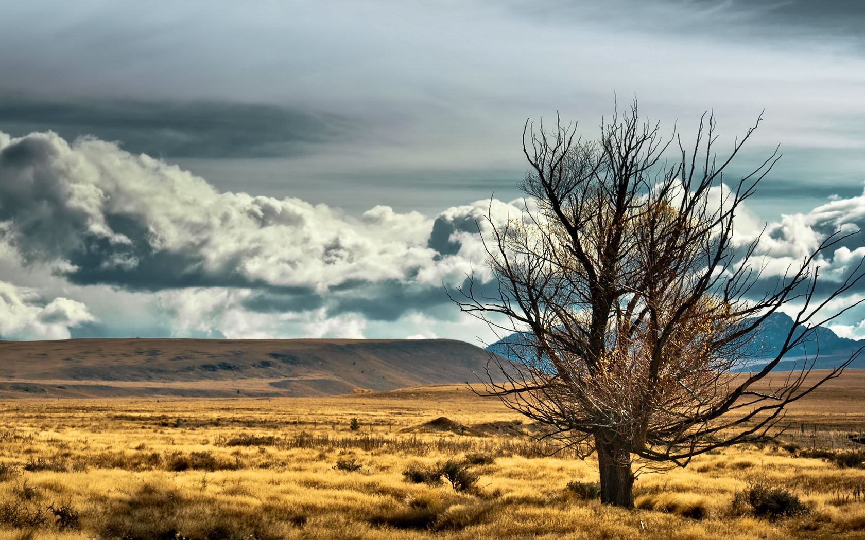 nature, new zealand, wood, tree, field, lonely, steppe HD wallpaper