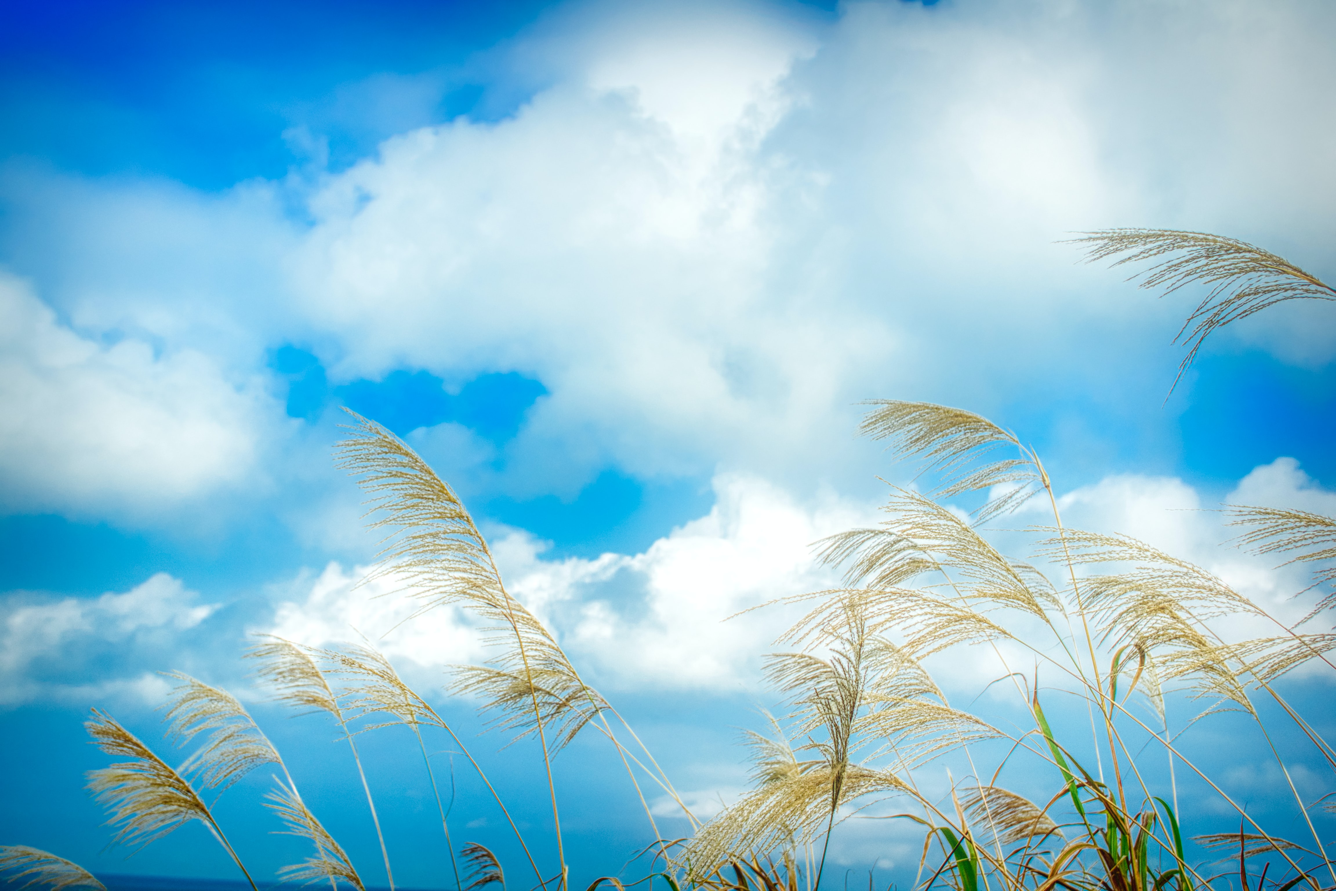 84632 Hintergrundbild herunterladen clouds, natur, grass, sky, ohren, spikes - Bildschirmschoner und Bilder kostenlos