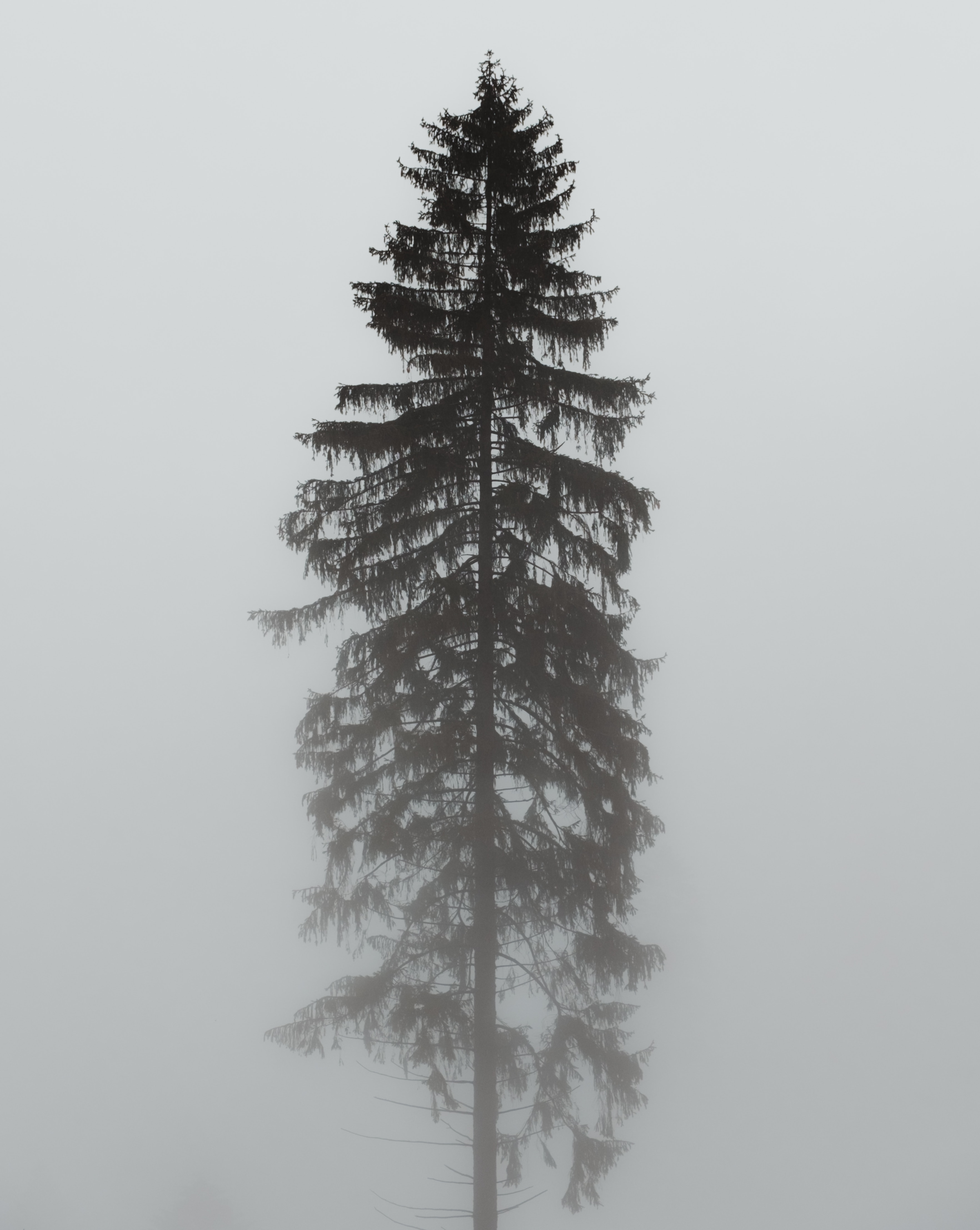 100730 Bildschirmschoner und Hintergrundbilder Pine auf Ihrem Telefon. Laden Sie kiefer, düsteren, nebel, natur Bilder kostenlos herunter