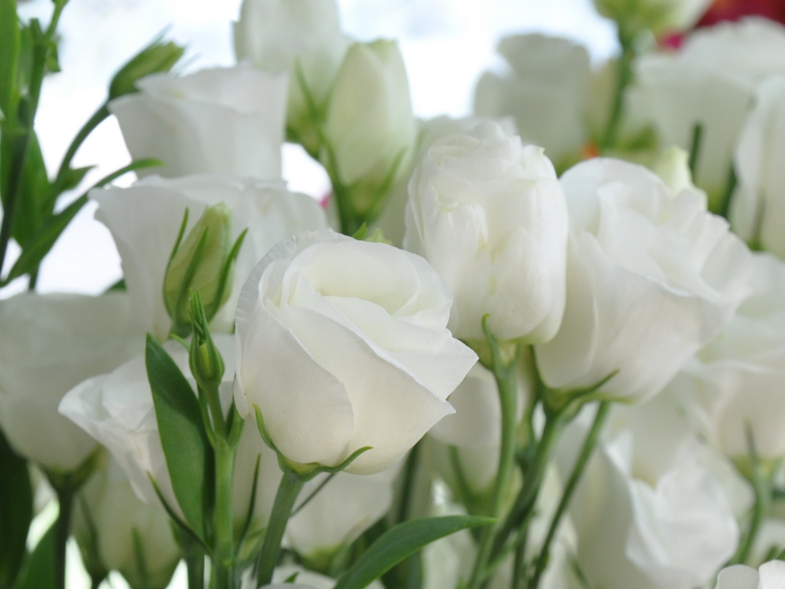 9102 завантажити шпалери свята, листівки, рослини, рози, квіти, 8 березня - заставки і картинки безкоштовно