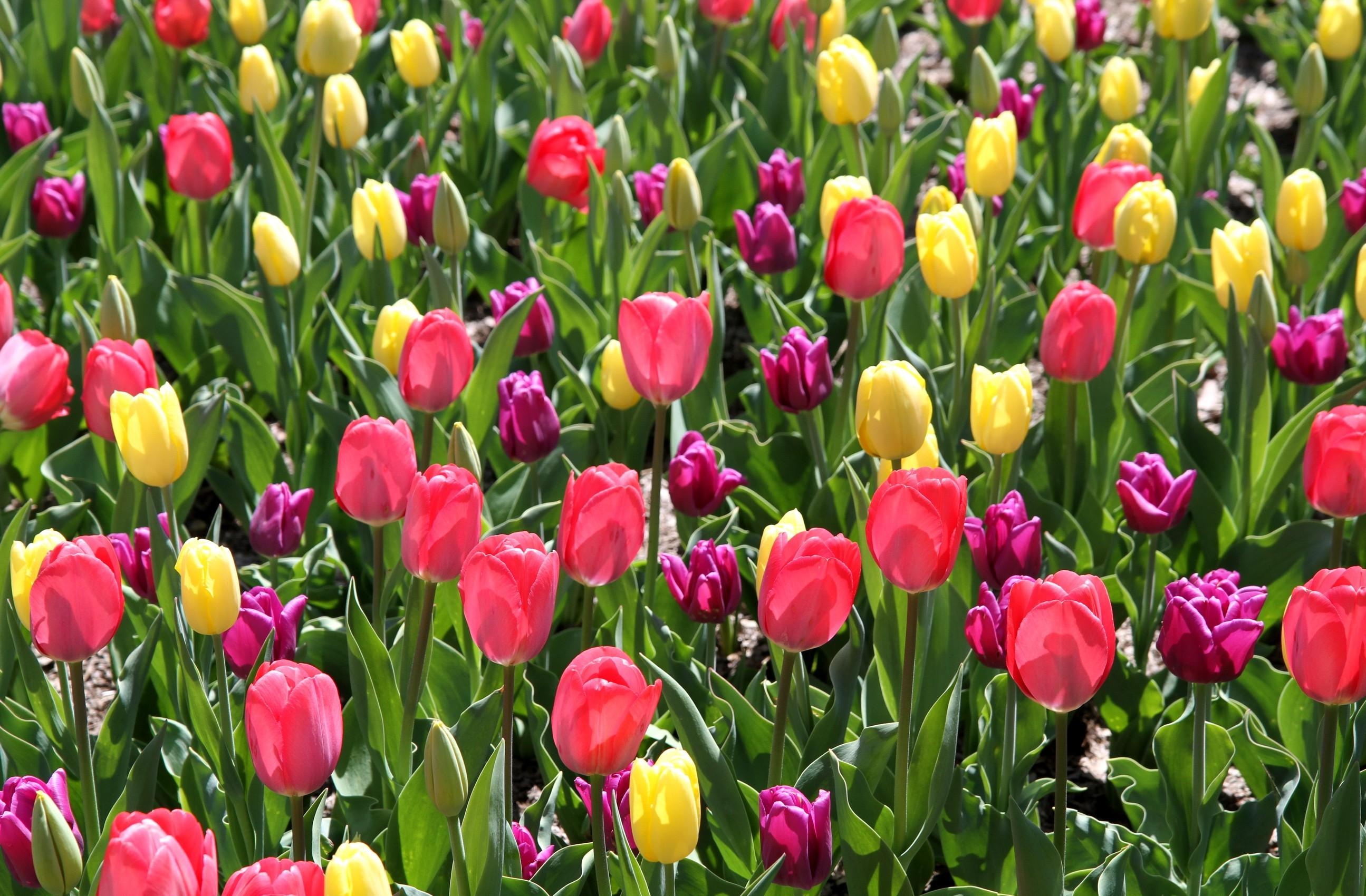 flowerbed, flowers, tulips, flower bed, spring, different, sunny