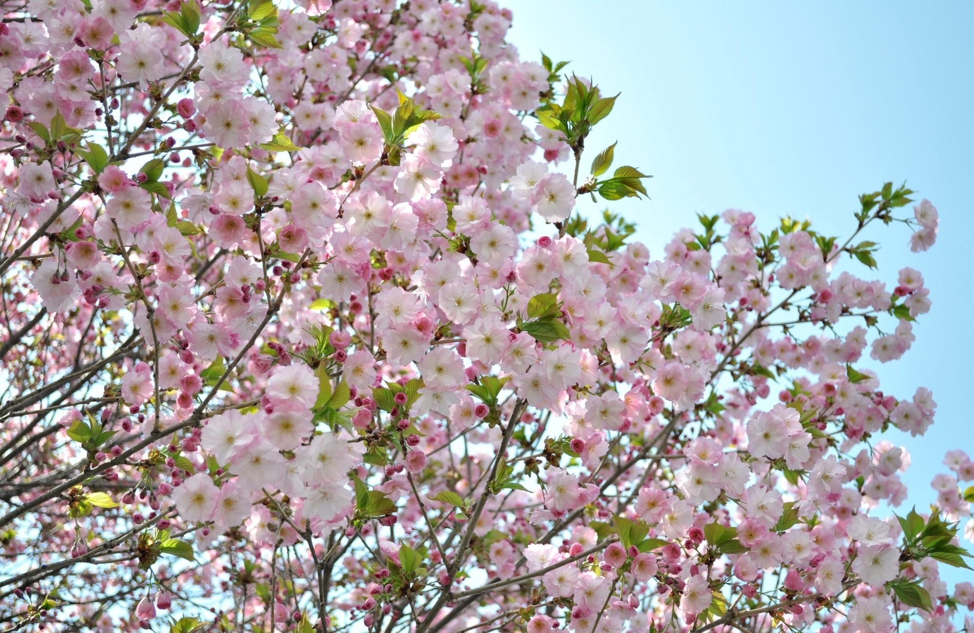 spring, flowers, sky, leaves, branches, bloom, flowering, mood