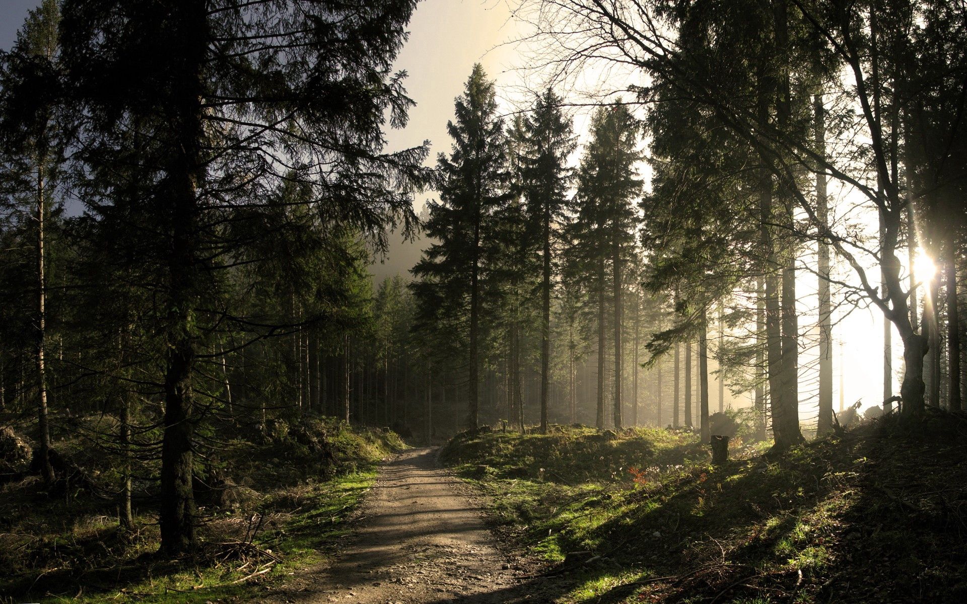 morning, rays, ate, shine, shadows, forest, beams, road, nature, light 5K