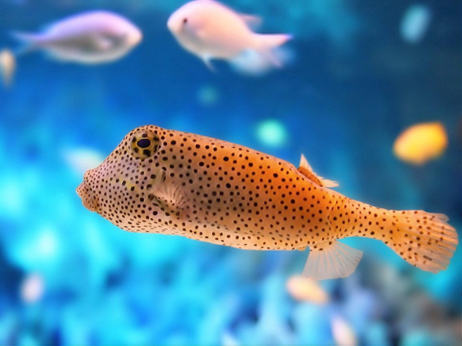 Download Phone wallpaper exotic, fish, animals, underwater world