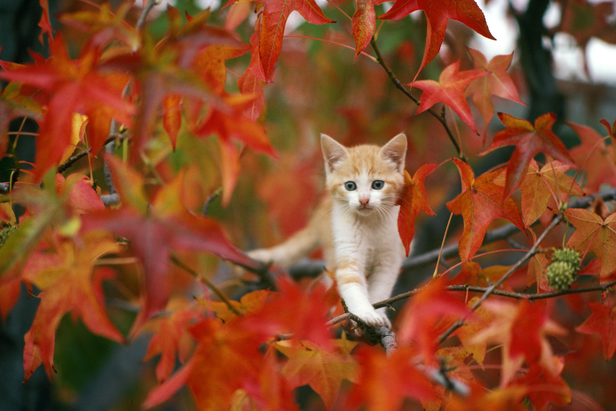 leaf, kitten, cat, cats, animal, fall, baby animal, ginger cat