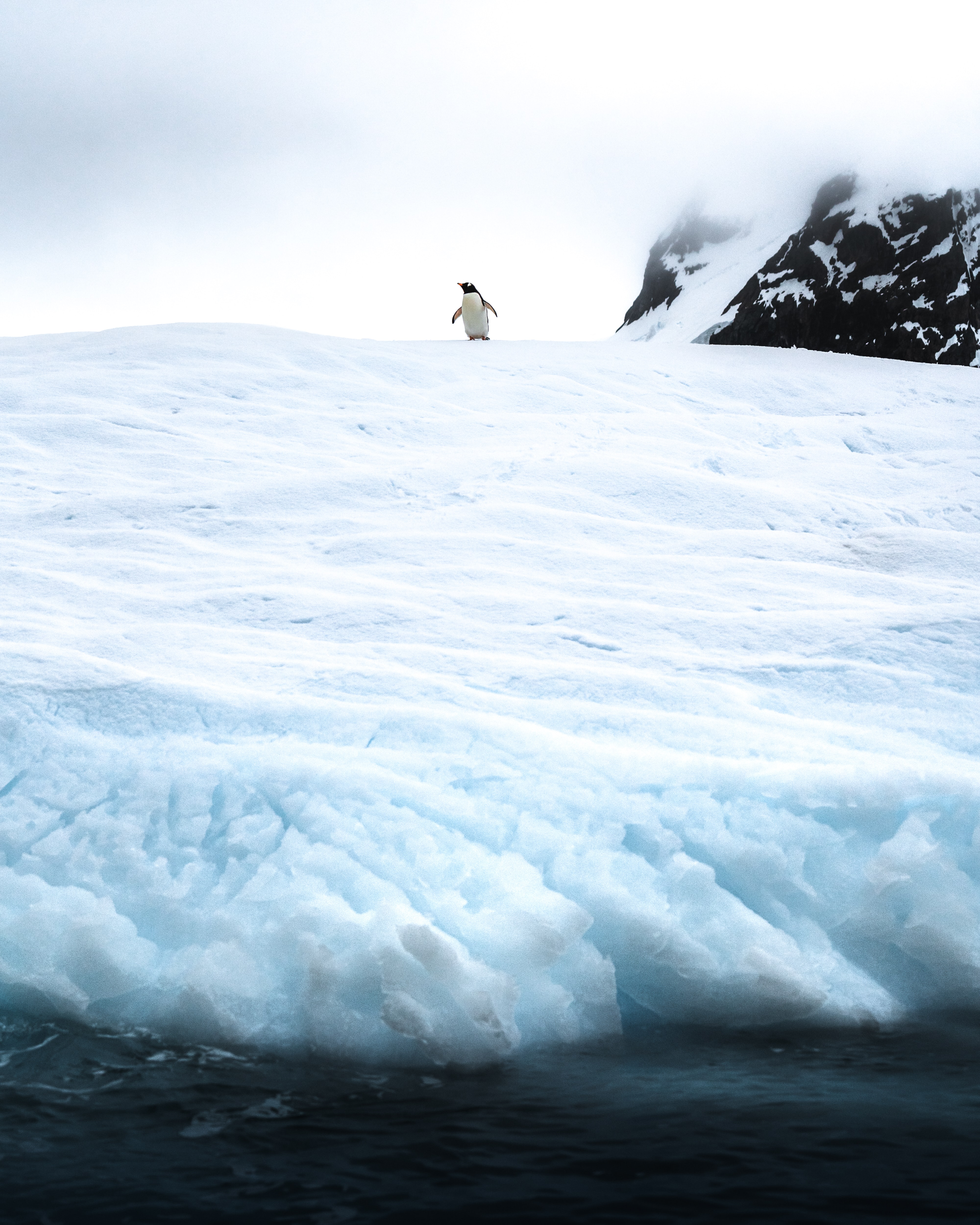 animals, antarctic, penguin, ice Panoramic Wallpapers