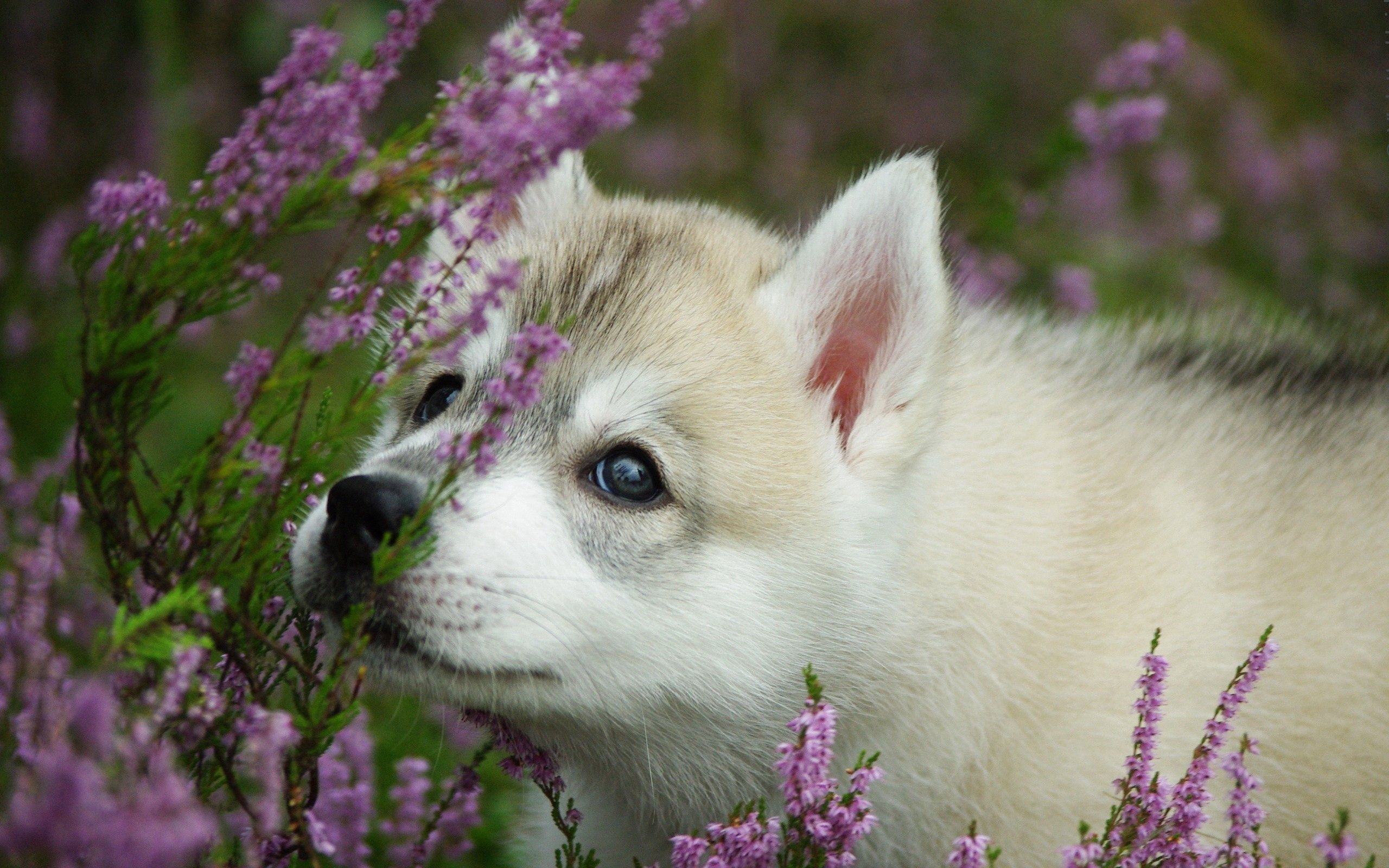 puppy, animals, flowers, dog, muzzle