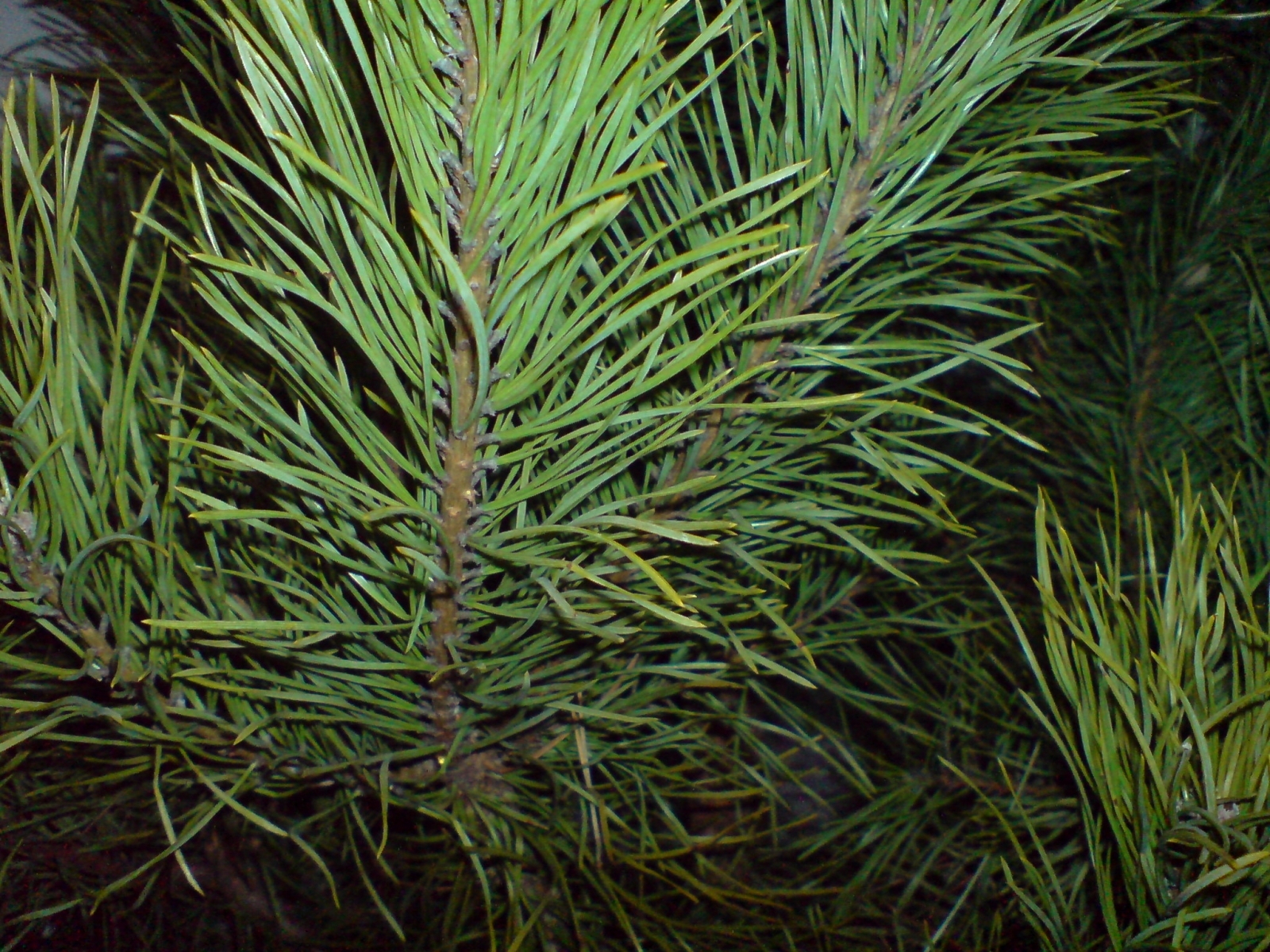 plants, needle, pine, green
